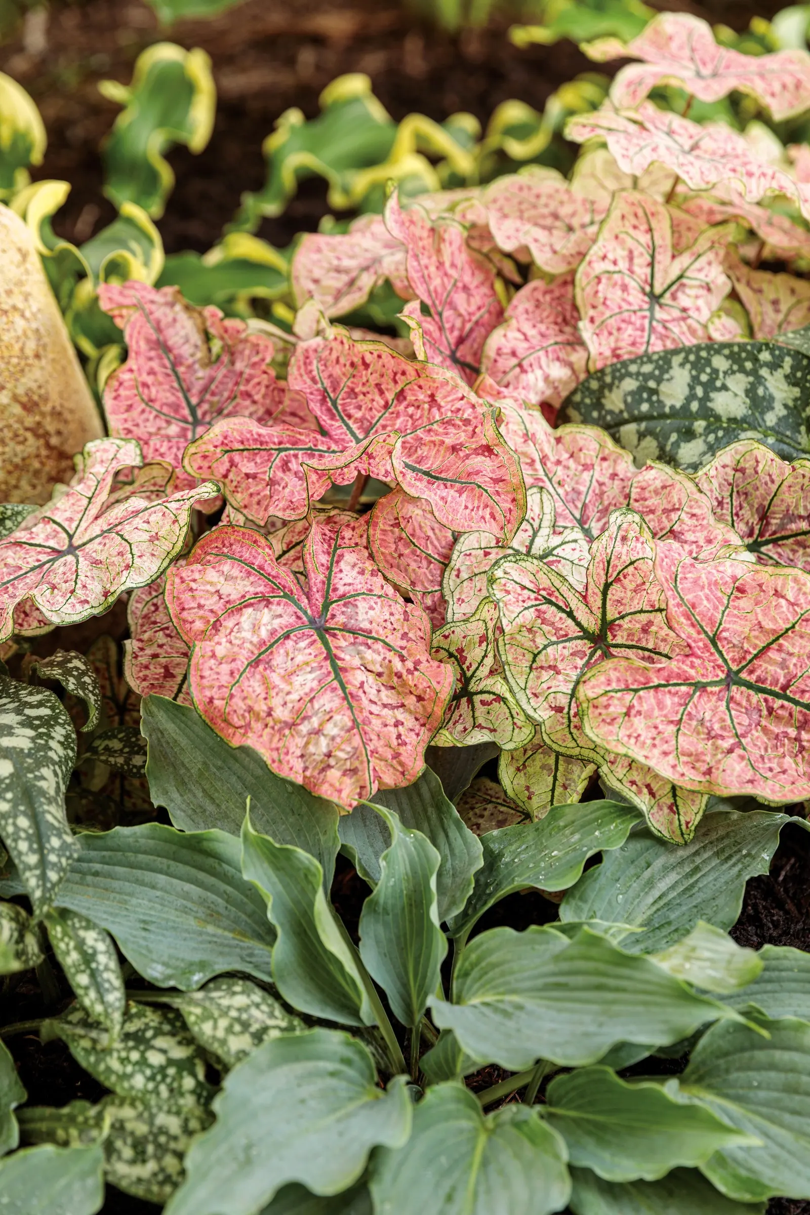 'Waterslide' Hosta (Hosta hybrid) — Lavender flowers appear on proportionate flower scapes.; proven Winners - Shadowland® 'Waterslide' - Hosta hybrid purple