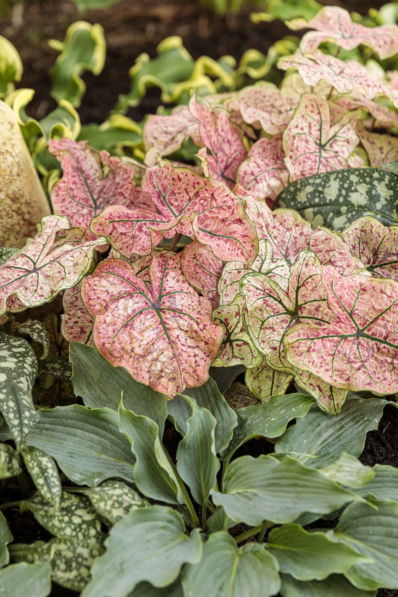 'Waterslide' Hosta (Hosta hybrid) — This beautifully blue ruffled hosta with rippled leaves hold their color all season long; information and resources