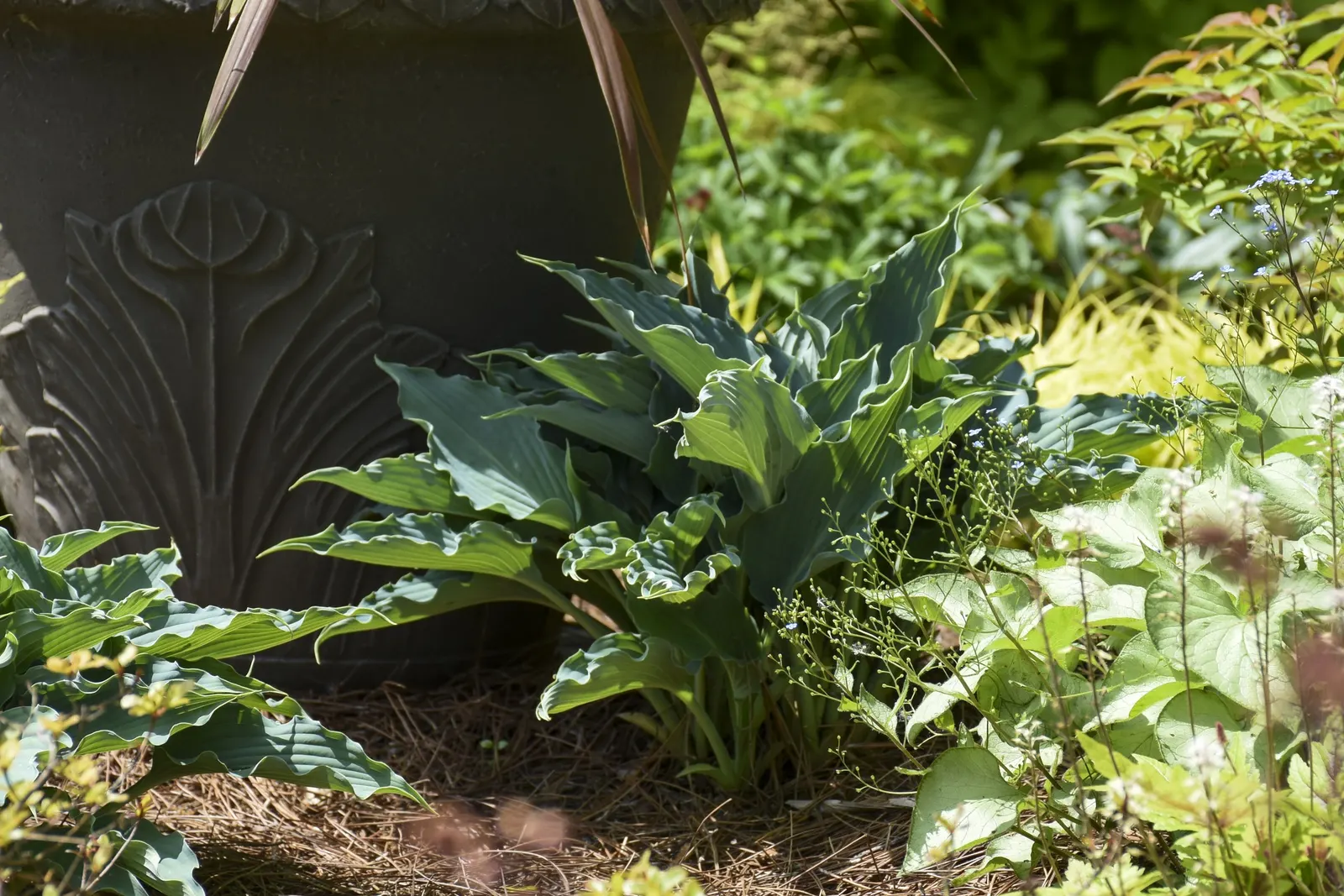 'Waterslide' Hosta (Hosta hybrid) — Clean away the dead foliage after frost to prevent insect problems; organically enriched soil and full to part shade