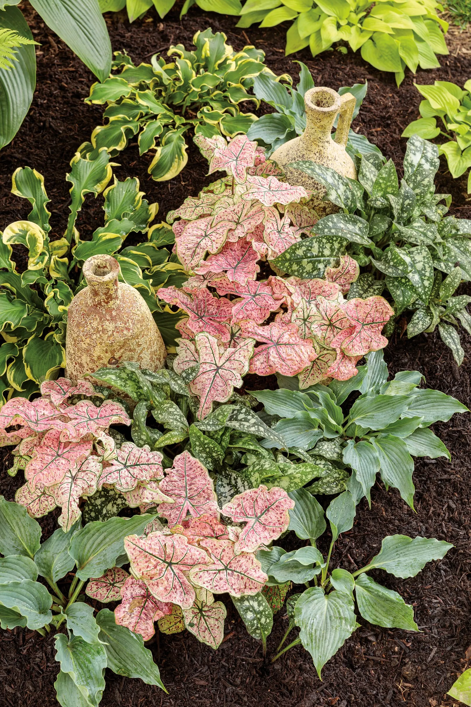 'Wheee!' Hosta (Hosta hybrid) — purple flowers in the garden; hostas grow best in moist
