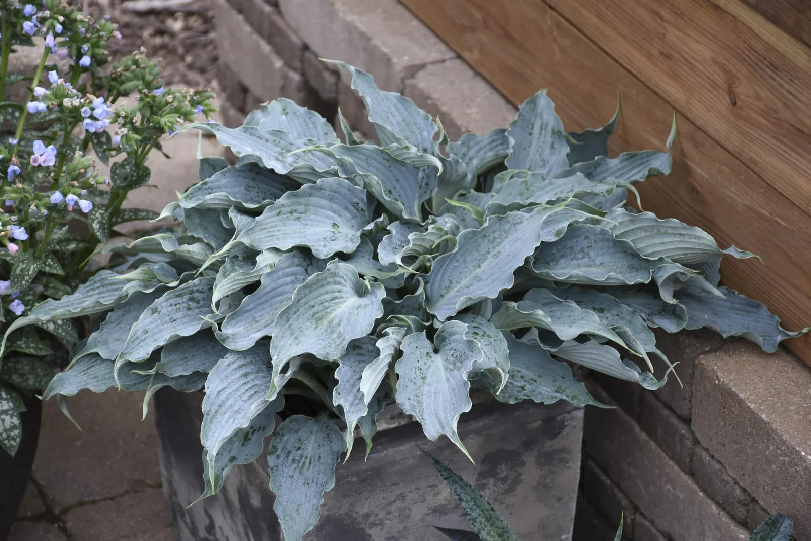 'Waterslide' Hosta (Hosta hybrid) — Proven Winners - Shadowland® 'Waterslide' - Hosta hybrid purple lavender plant details