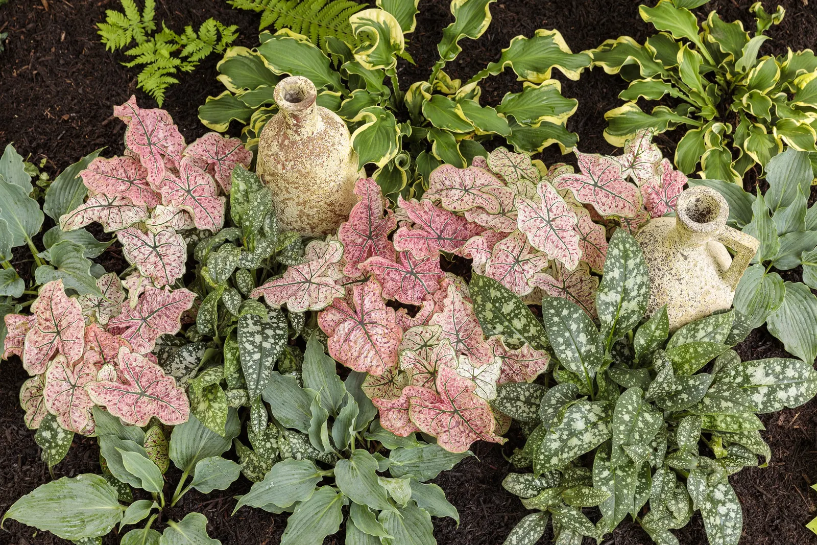 'Waterslide' Hosta (Hosta hybrid) — Hostas grow best in moist