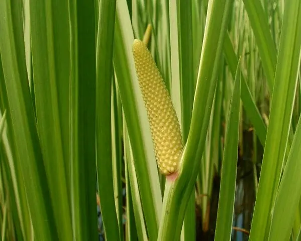 Variegated Sweet Flag (Acorus Calamus 'Variegatus') — it provides striking foliage contrast and is a low-maintenance addition to any landscape design