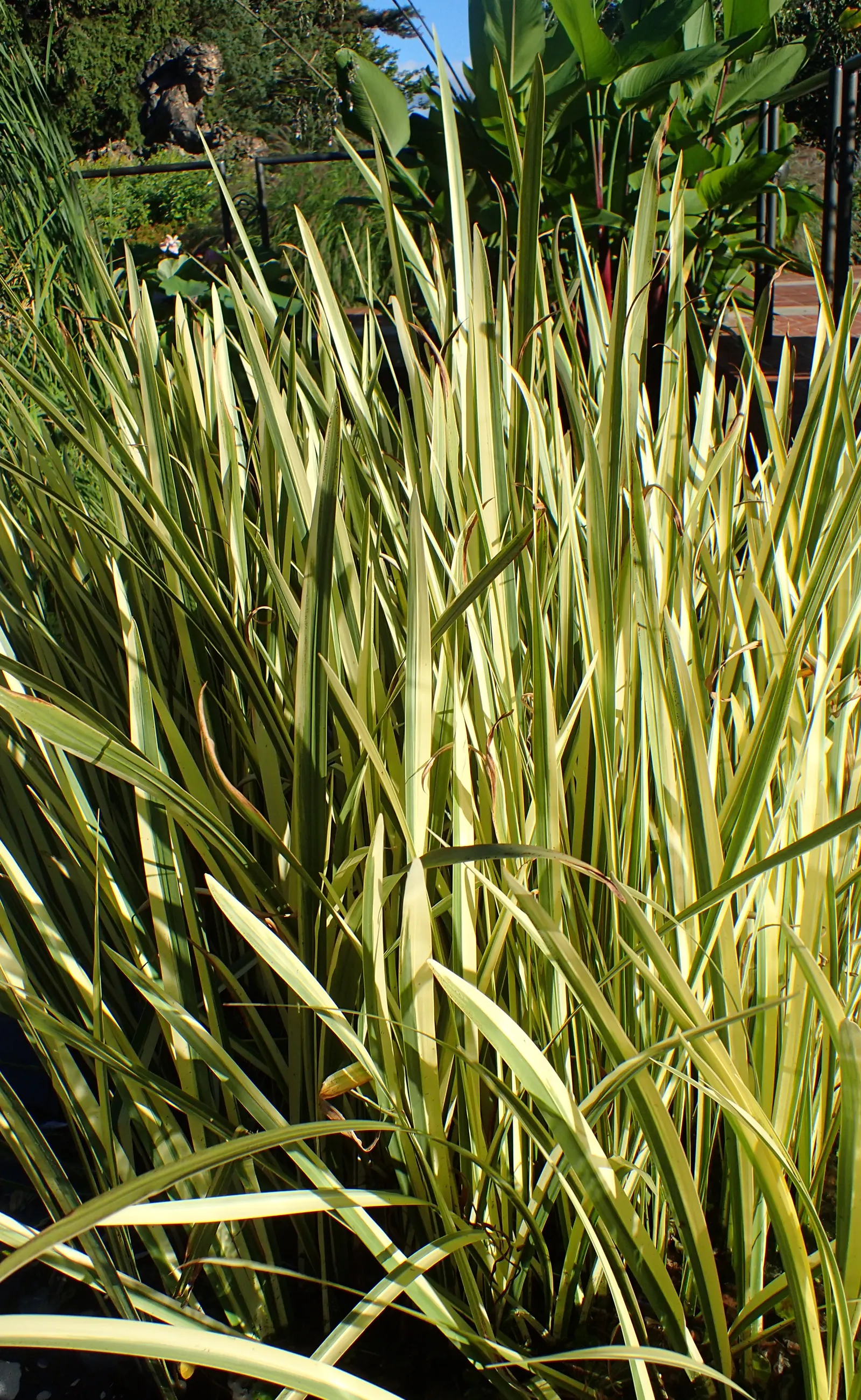 Variegated Sweet Flag (Acorus Calamus 'Variegatus') — Ideal for water features and rain gardens