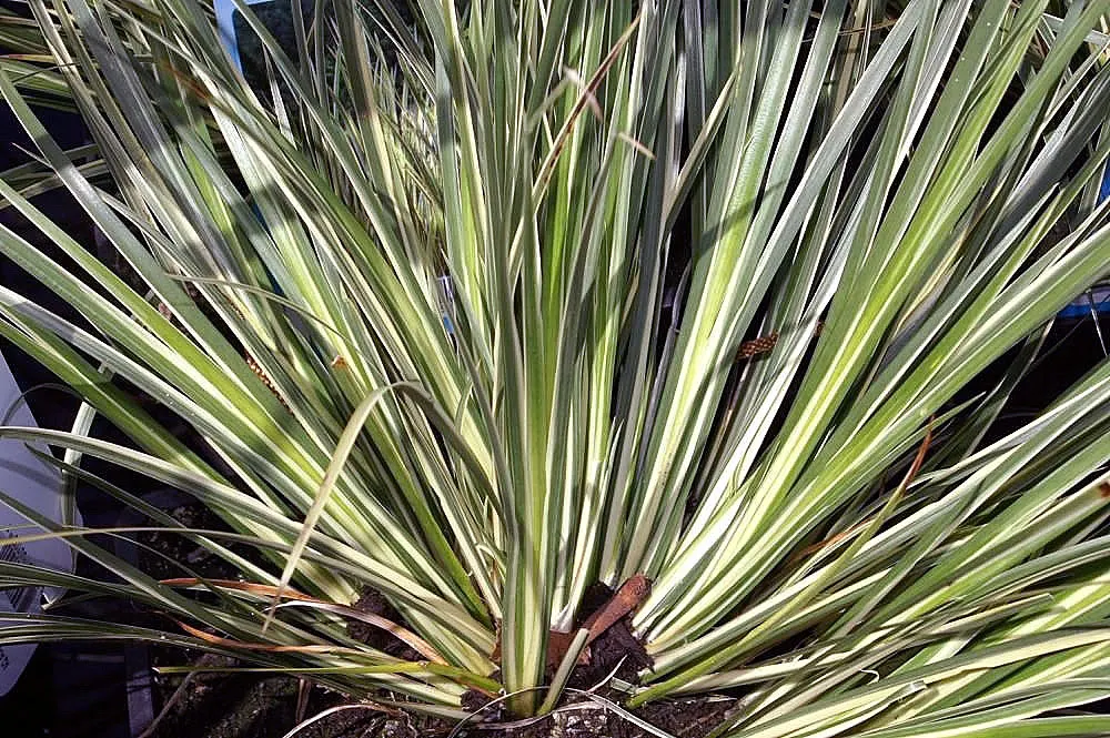 Variegated Sweet Flag (Acorus Calamus 'Variegatus') — This cultivar of Sweet Flag features lush
