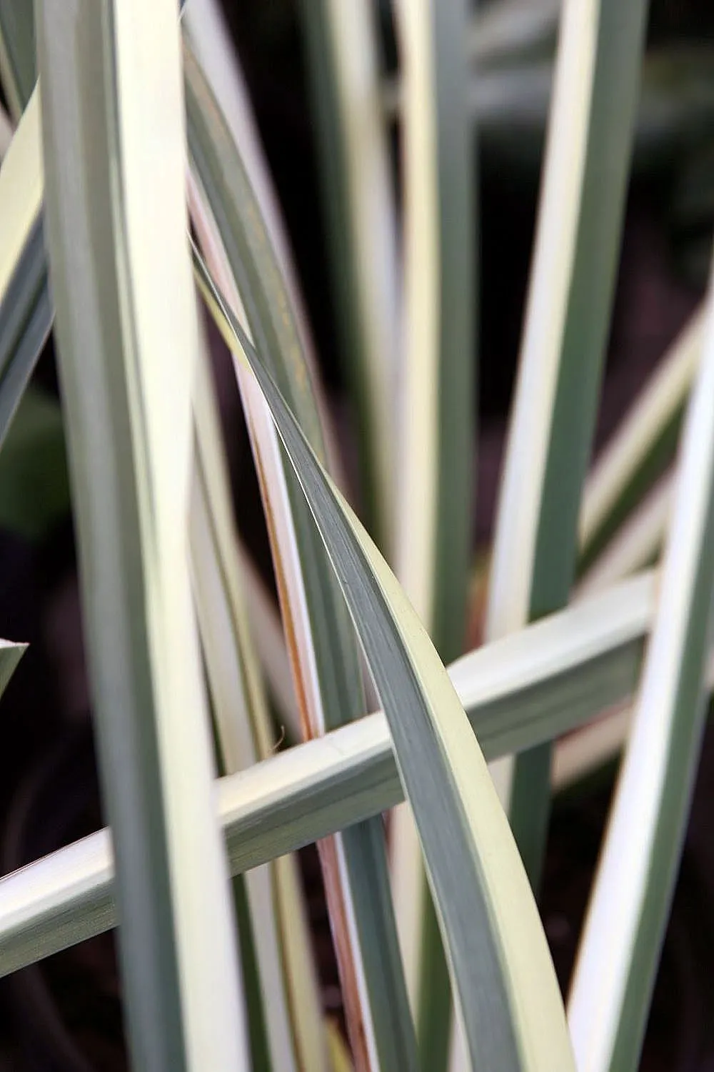 Variegated Sweet Flag (Acorus Calamus 'Variegatus') — sword-shaped foliage that displays cream or pale-yellow variegation against a deep green background