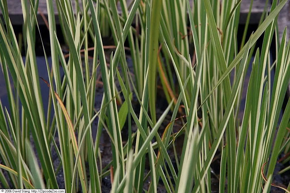 Variegated Sweet Flag (Acorus Calamus 'Variegatus') — it thrives in USDA Hardiness Zones 4 through 11