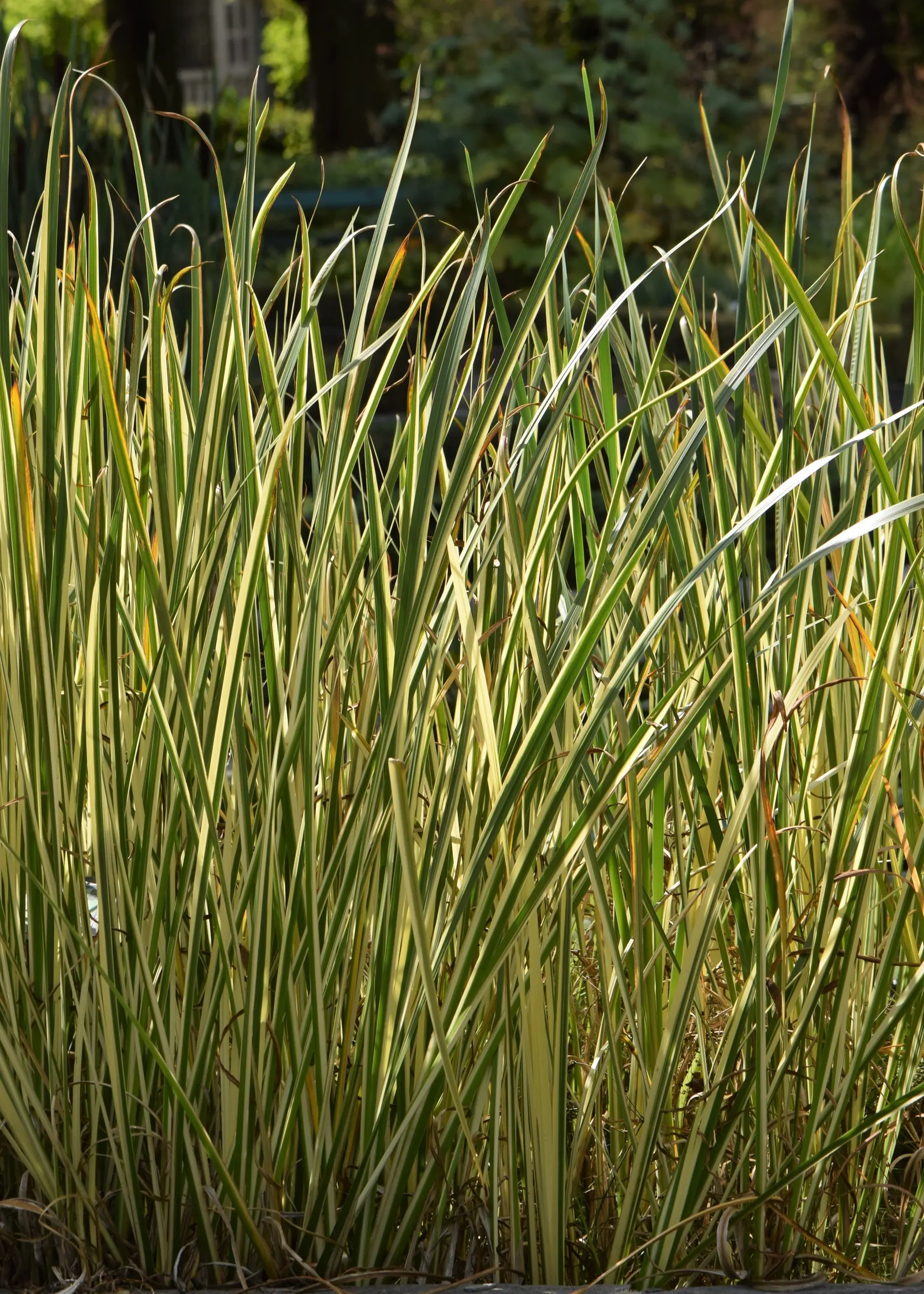 Variegated Sweet Flag (Acorus Calamus 'Variegatus') — is a strikingly ornamental perennial that offers both aesthetic and practical qualities to a garden space