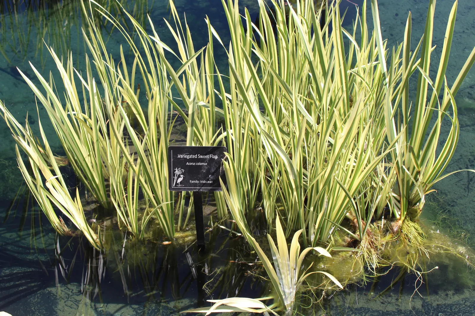Variegated Sweet Flag (Acorus Calamus 'Variegatus') — this plant reaches up to 30 inches tall and 24 inches wide