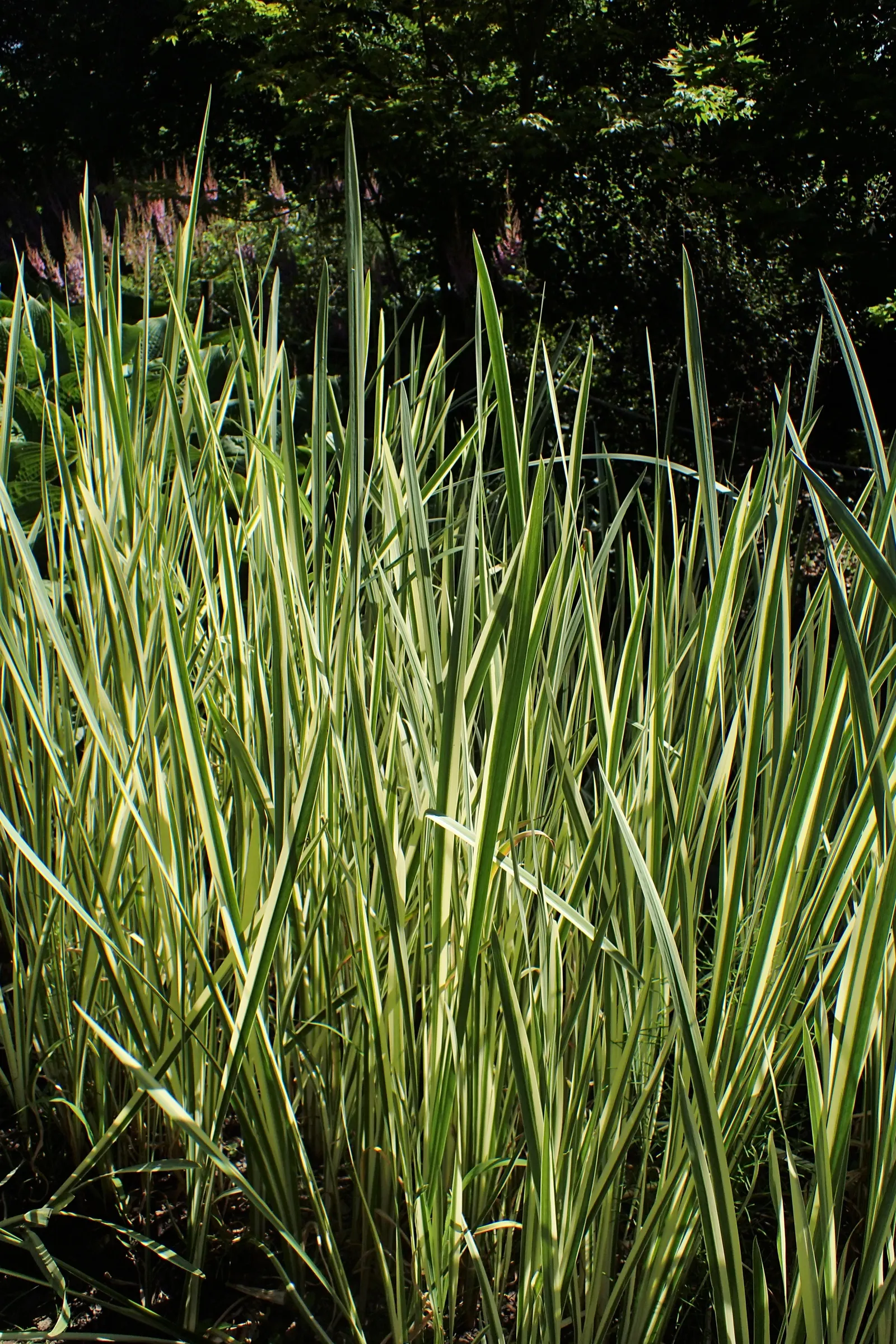 Variegated Sweet Flag (Acorus Calamus 'Variegatus') — scientifically called Acorus calamus 'Variegatus'