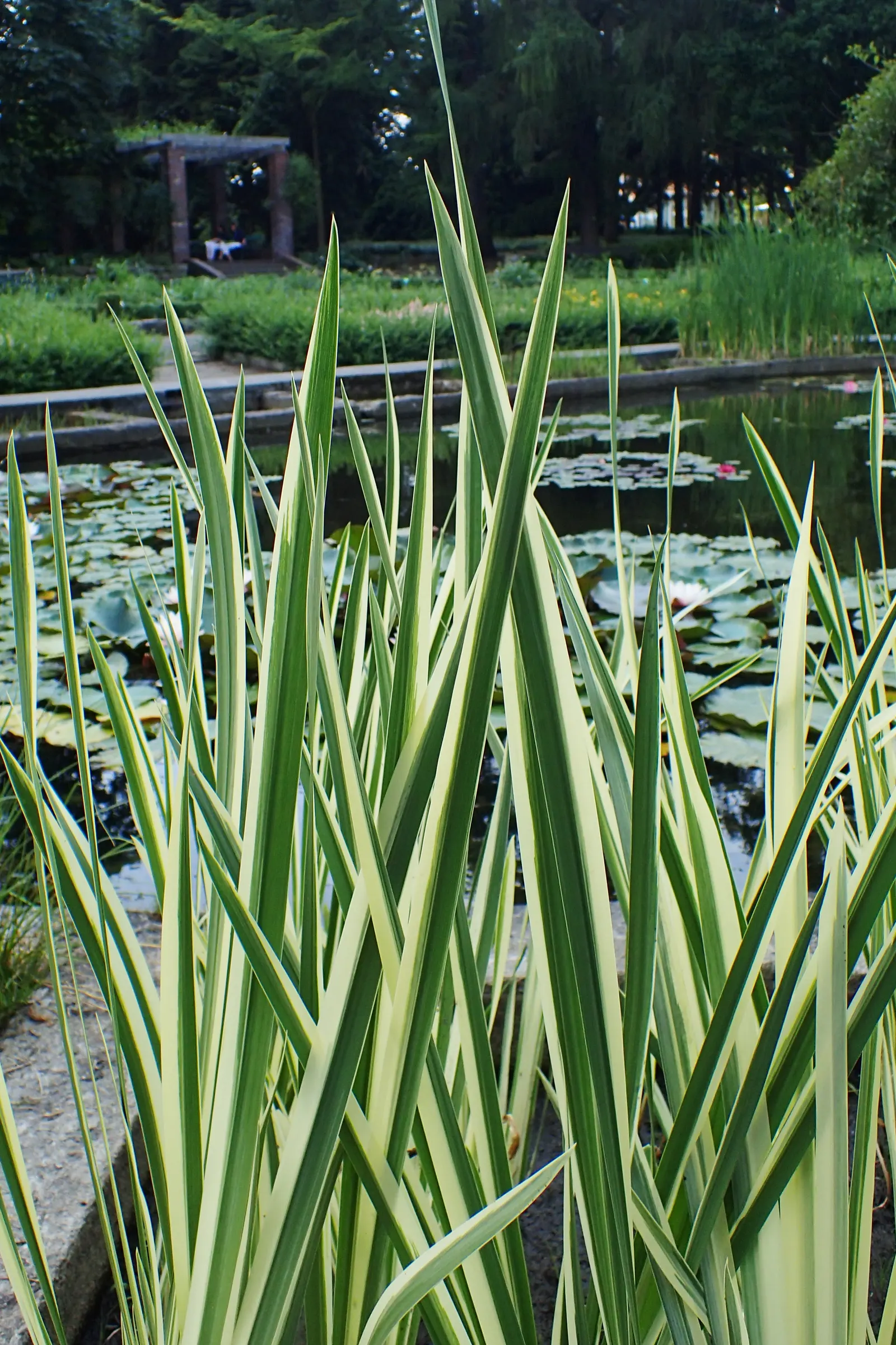 Variegated Sweet Flag (Acorus Calamus 'Variegatus') — This low maintenance species prefers full to partial sun exposure and consistently moist