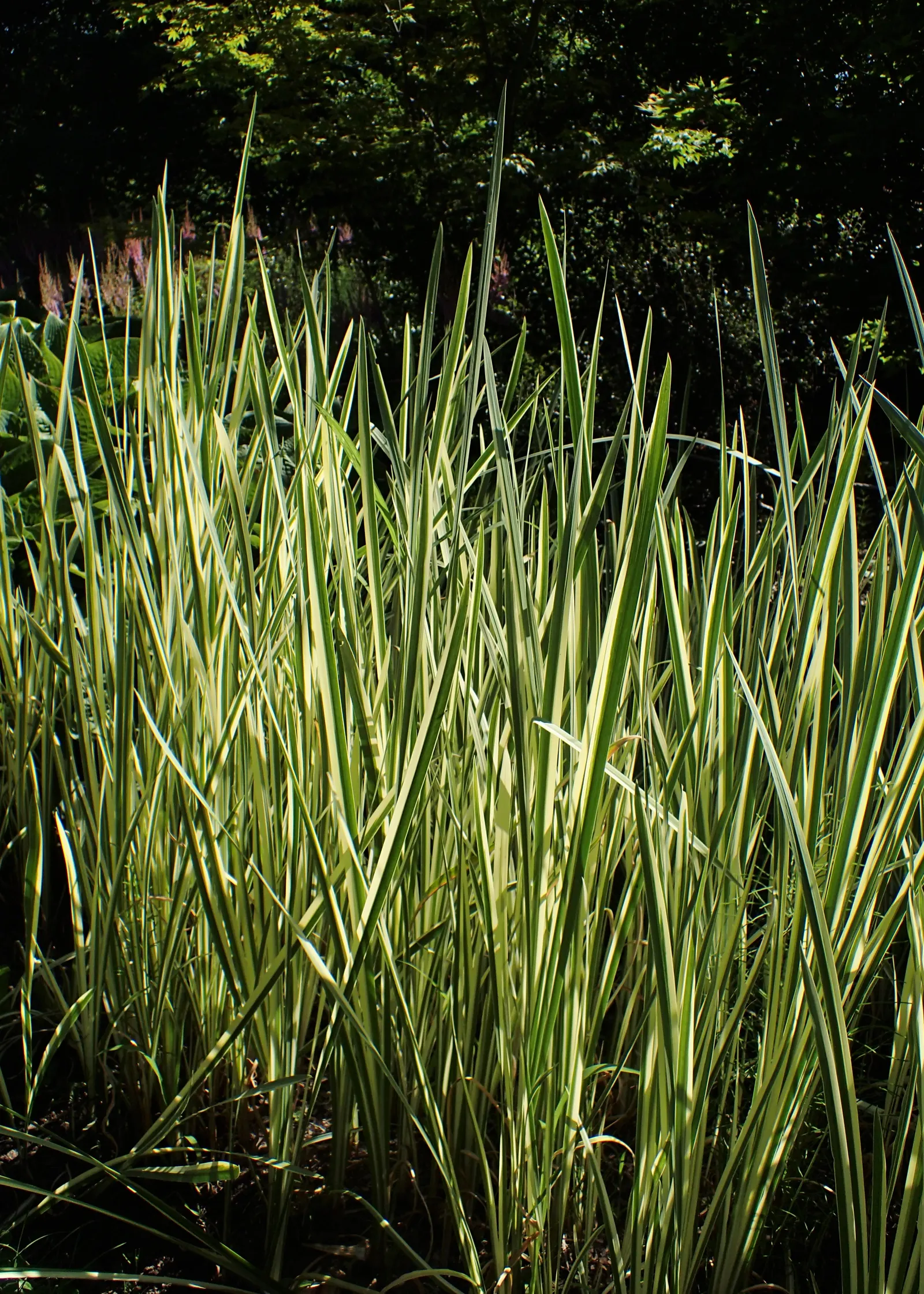 Variegated Sweet Flag (Acorus Calamus 'Variegatus') — Variegated Sweet Flag (Acorus calamus 'Variegatus') is an ornamental