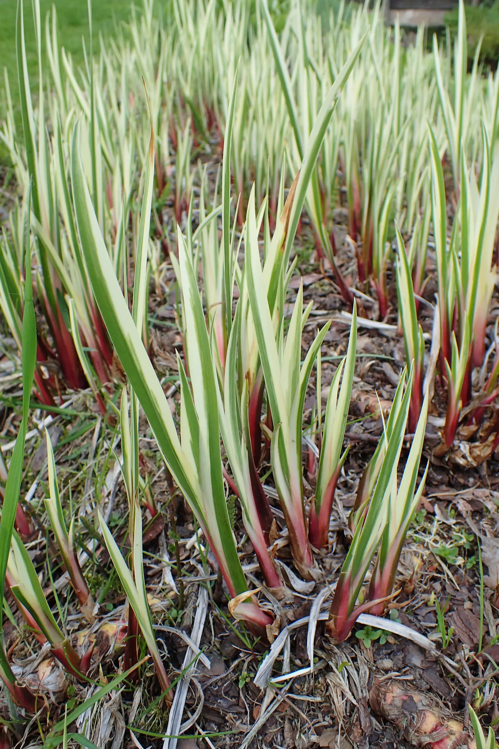Variegated Sweet Flag (Acorus Calamus 'Variegatus') — bog-loving perennial notable for its sword-like