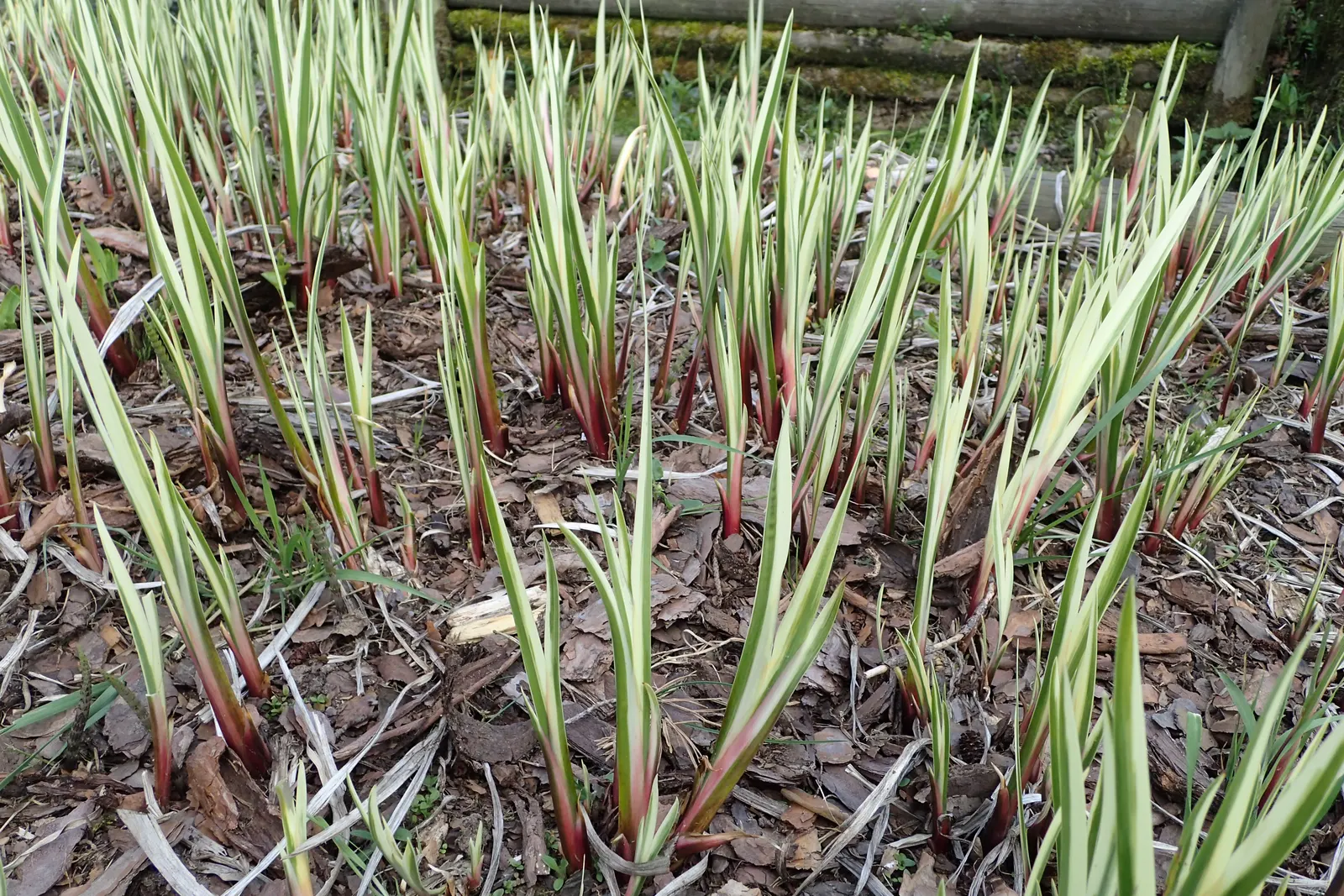 Variegated Sweet Flag (Acorus Calamus 'Variegatus') — streaked with creamy-white and green stripes