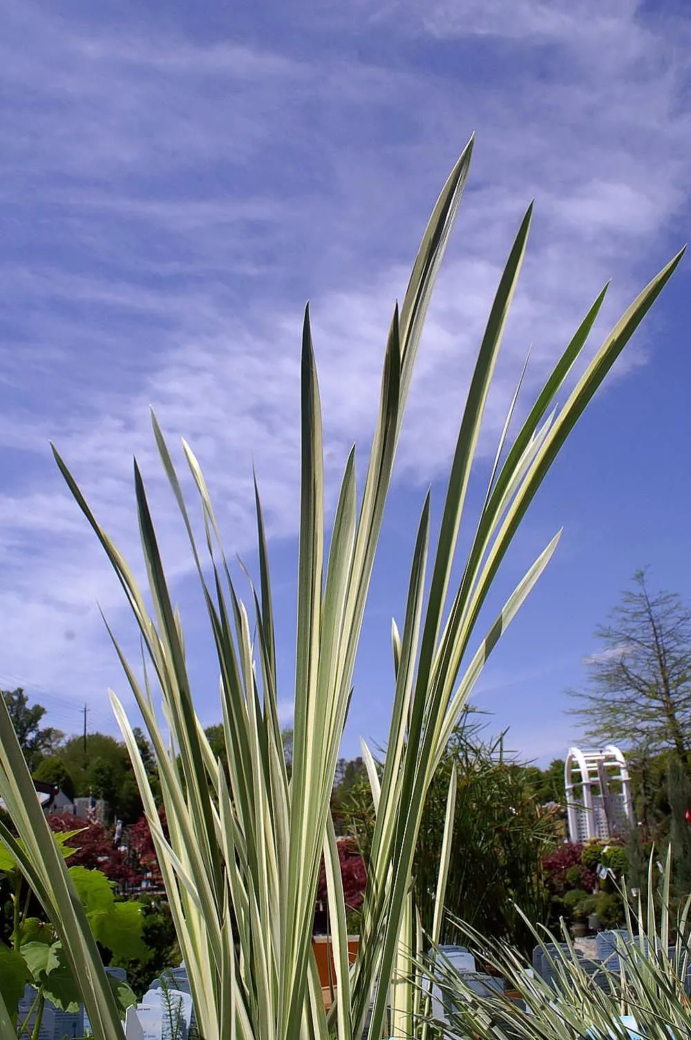 Variegated Sweet Flag (Acorus Calamus 'Variegatus') — Ideally suited for wetlands or water features