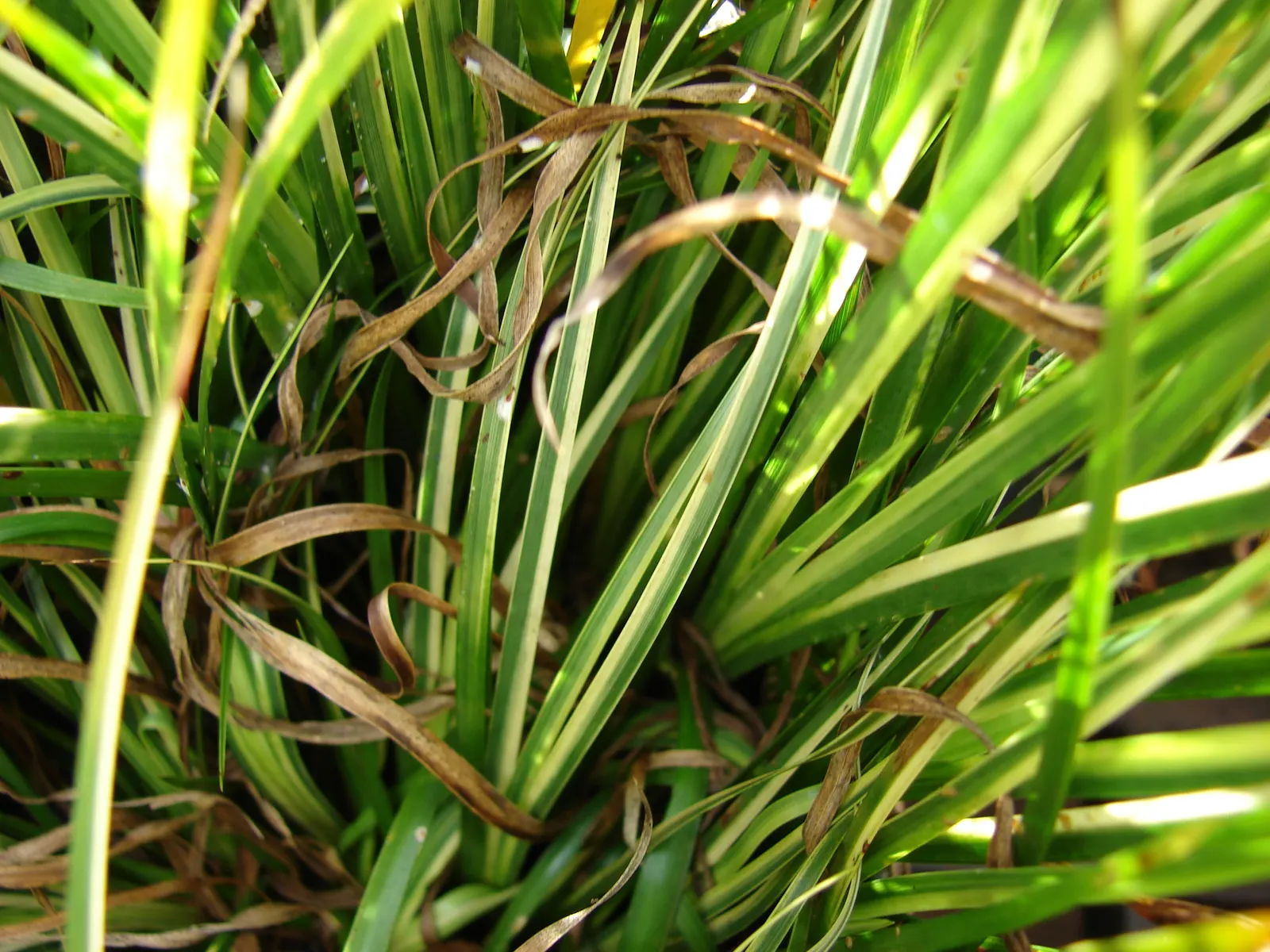 Variegated Sweet Flag (Acorus Calamus 'Variegatus') — Thriving in full to partial sun