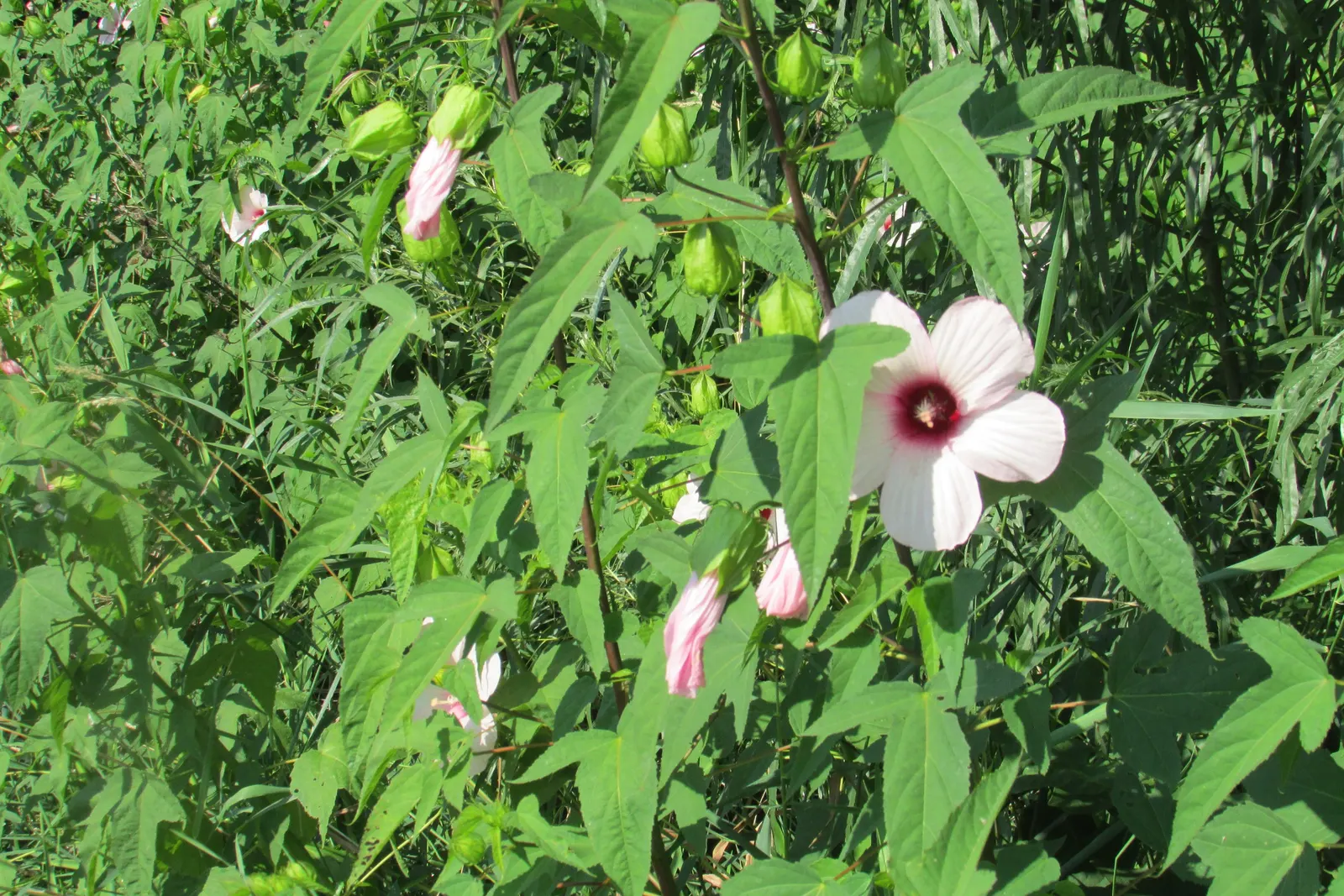 Morning Glory (Ipomoea Tricolor) — Planting in well-draining soil enriched with organic matter supports its growth