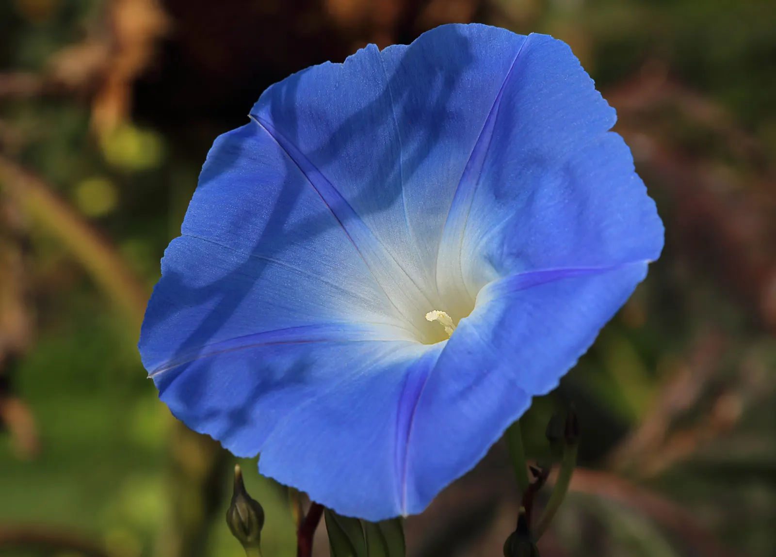Morning Glory (Ipomoea Tricolor) — slow-release fertilizer monthly during the growing season.<br><br>In landscape design