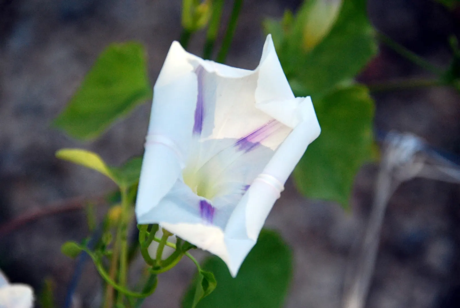 Morning Glory (Ipomoea Tricolor) — though mature plants display moderate drought tolerance.<br><br>Hardy to USDA zones 10-11; it requires well-draining soil