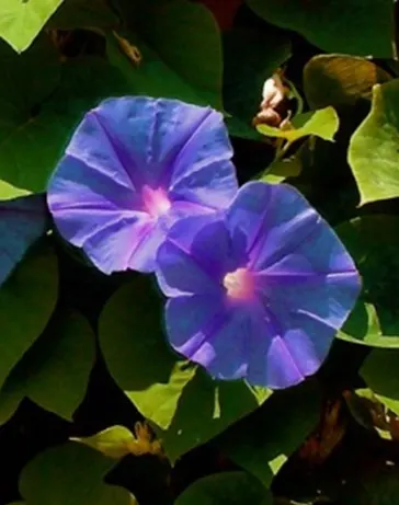 Morning Glory (Ipomoea Tricolor) — reaching heights of up to 10 to 15 feet