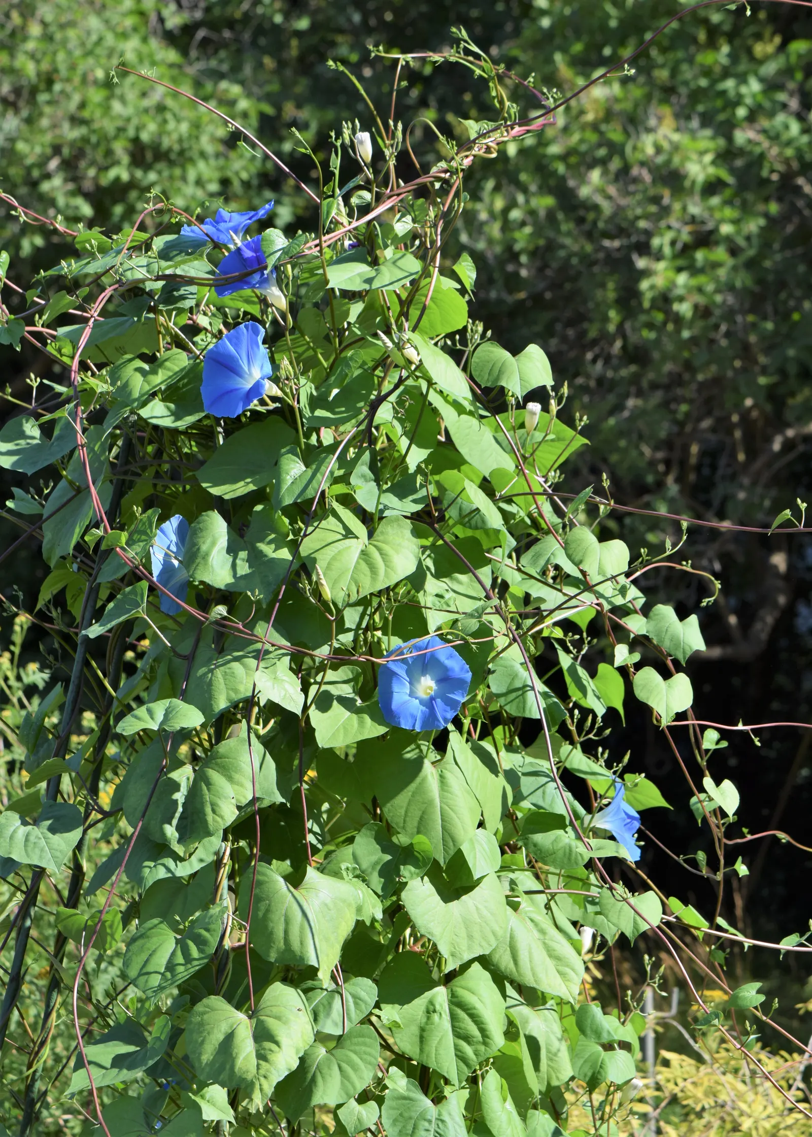 Morning Glory (Ipomoea Tricolor) — Note that seeds can be toxic if ingested, and the plant has invasive tendencies in some regions; blue and, image 112