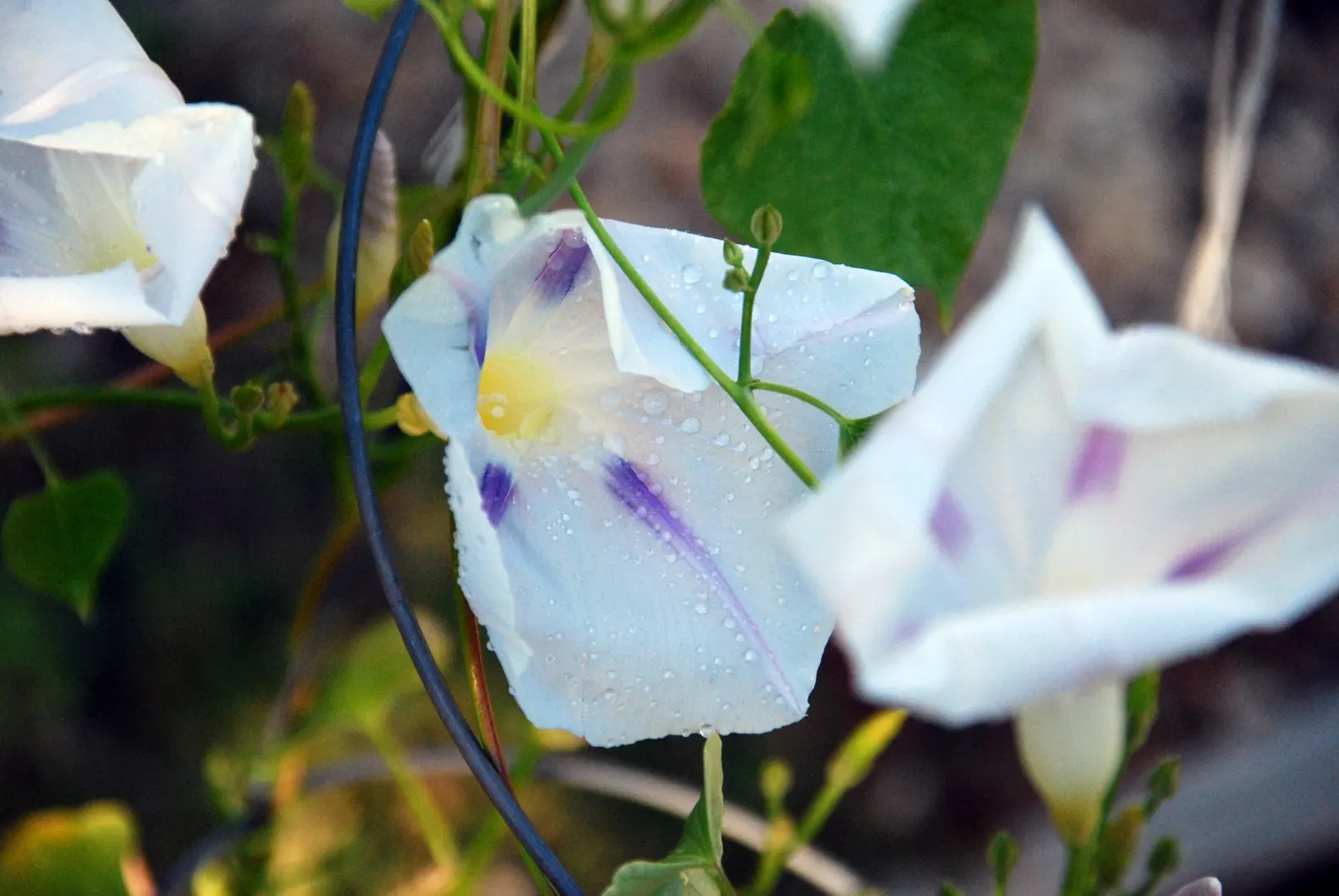 Morning Glory (Ipomoea Tricolor) — trumpet-shaped blooms that unfurl in the early morning hours; the Morning Glory (Ipomoea tricolor) is a captivating and