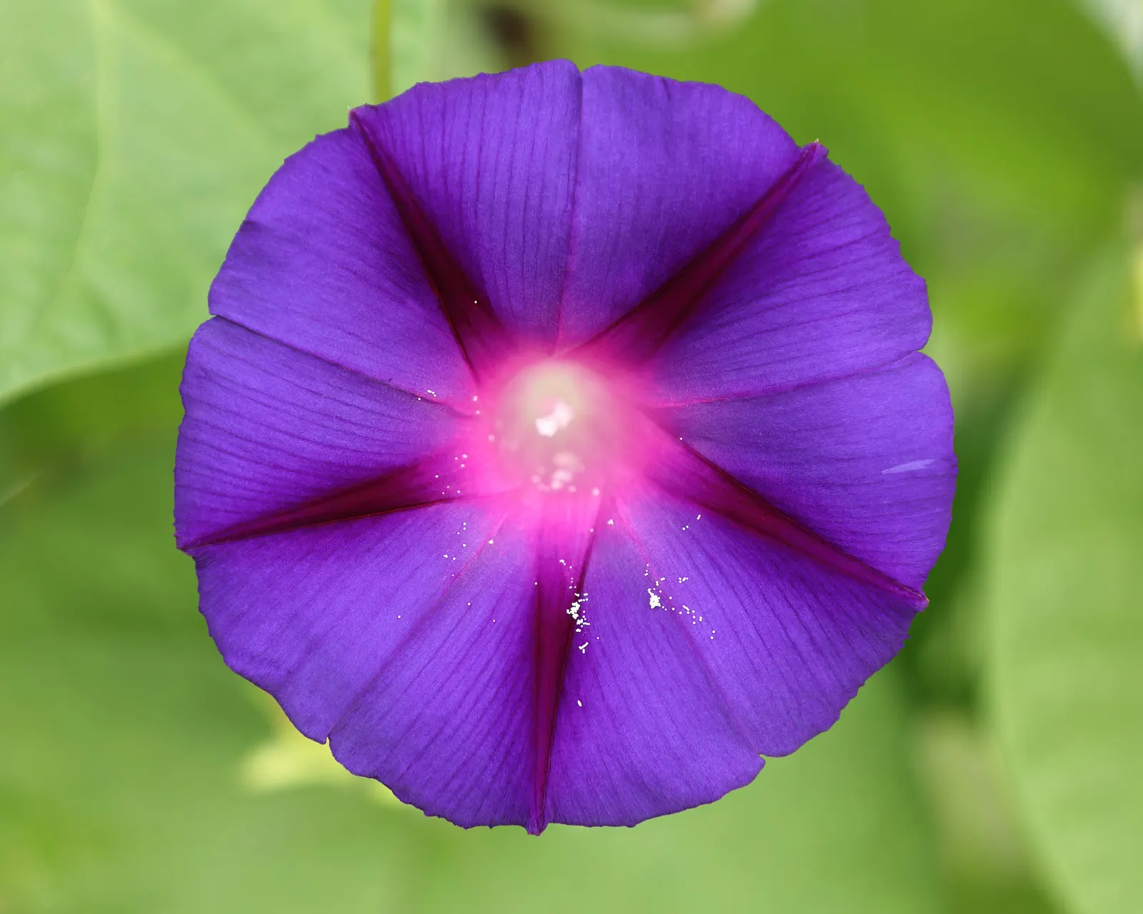 Morning Glory (Ipomoea Tricolor) — If situated in cooler climates, they are best grown as annuals; it's advisable to deadhead regularly and incorporate a