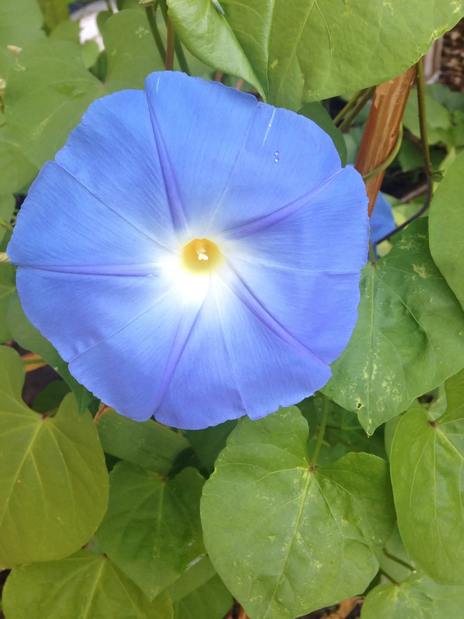 Morning Glory (Ipomoea Tricolor) — Ipomoea tricolor provides vertical interest; reaching heights of up to 10 to 15 feet, image 81
