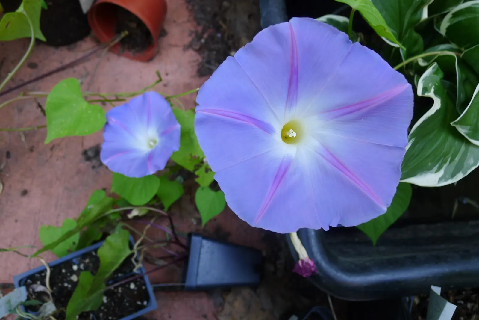Morning Glory (Ipomoea Tricolor) — Its heart-shaped leaves reach up to 5 inches long; trumpet-shaped blooms that unfurl in the early morning hours