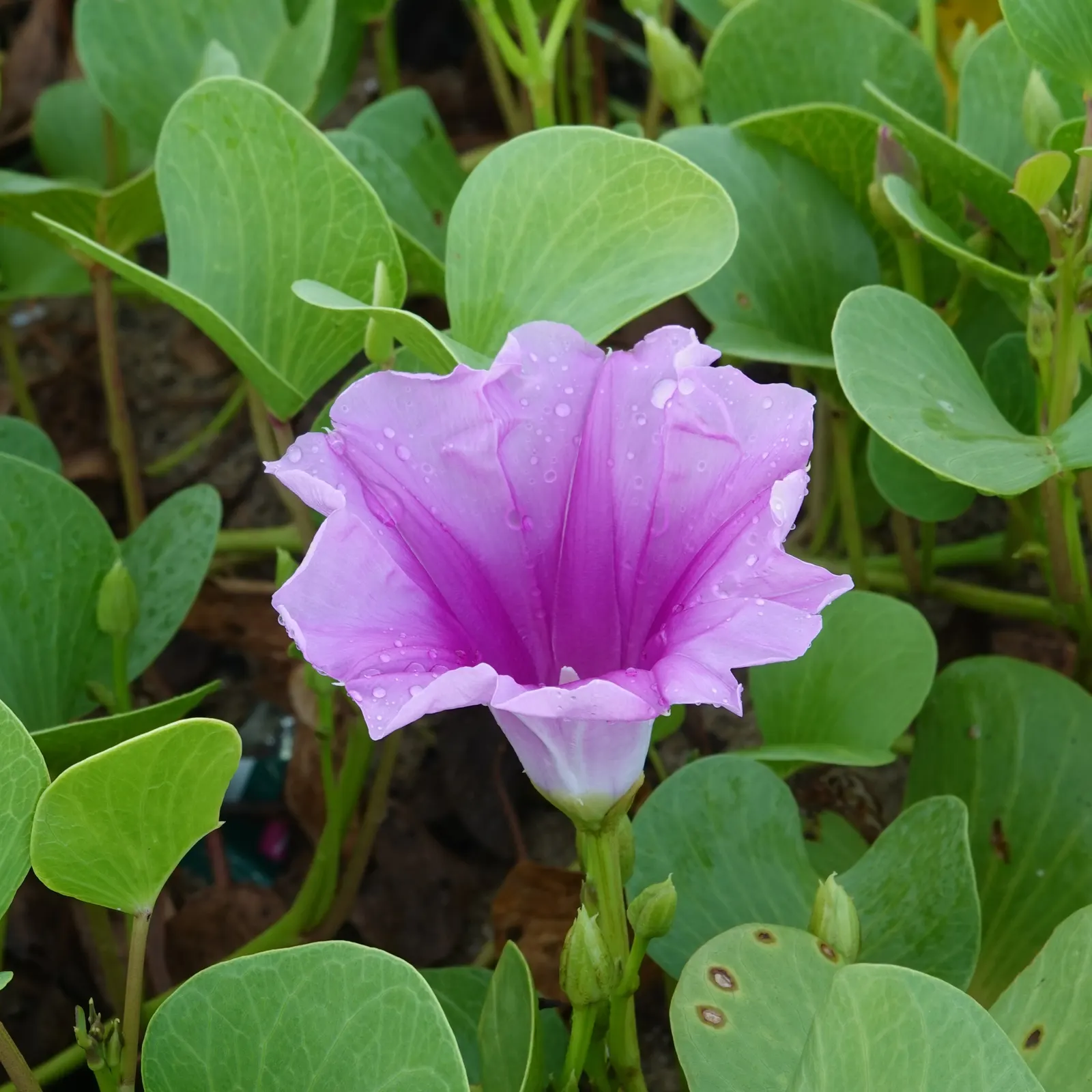 Morning Glory (Ipomoea Tricolor) — It's key to monitor and control its spread to prevent any ecological impact; often with a contrasting star