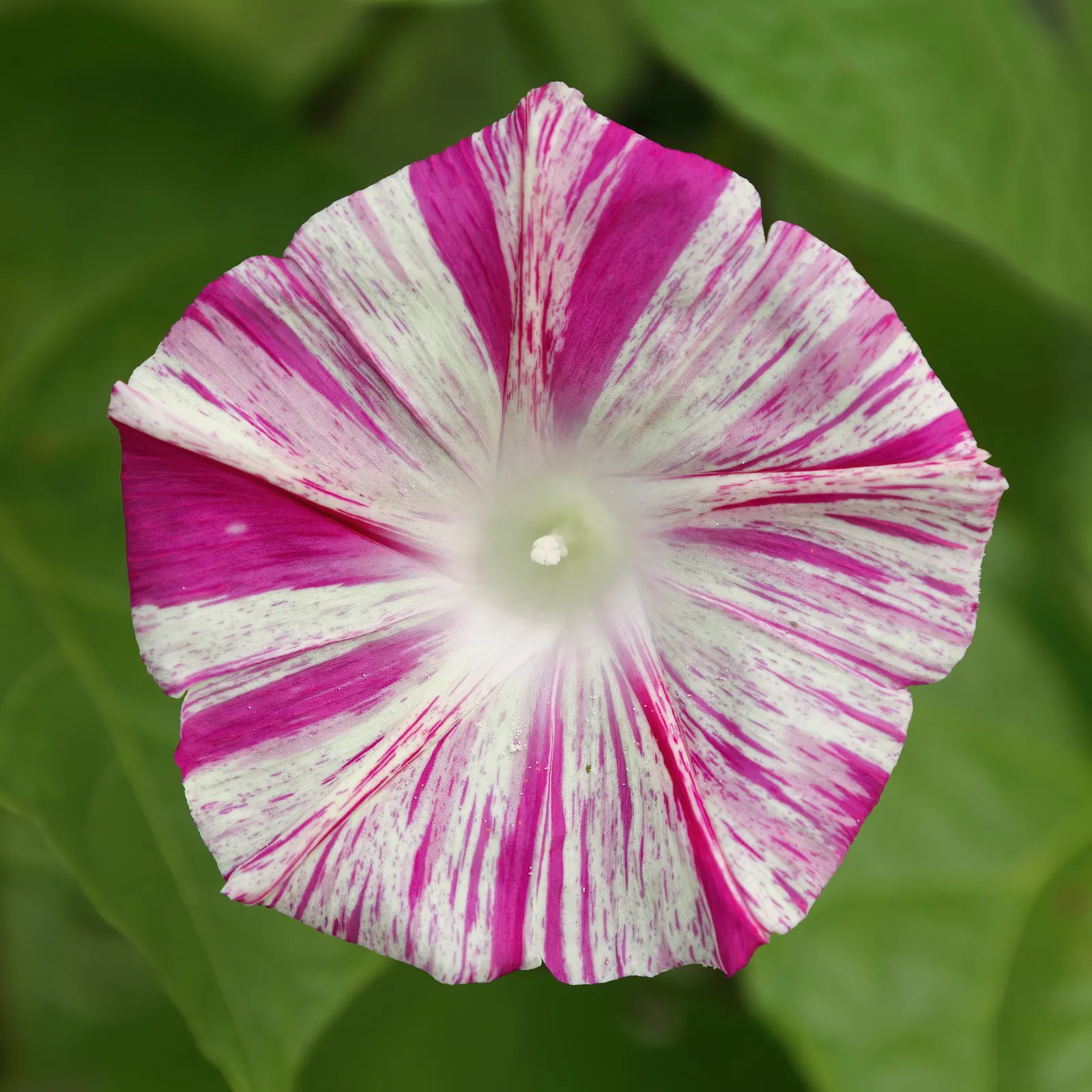 Morning Glory (Ipomoea Tricolor) — vine for full