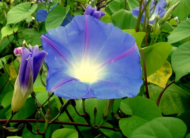 Morning Glory (Ipomoea Tricolor) — reaching heights of up to 10 to 15 feet; morning Glory (Ipomoea tricolor) is a fast-growing, image 71