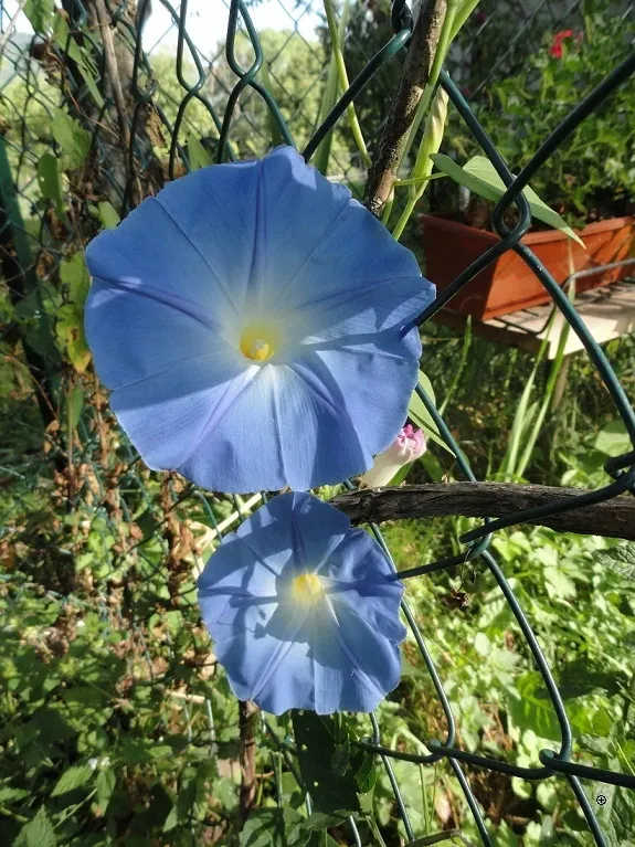 Morning Glory (Ipomoea Tricolor) — unfurl in the early morning to display hues of blue