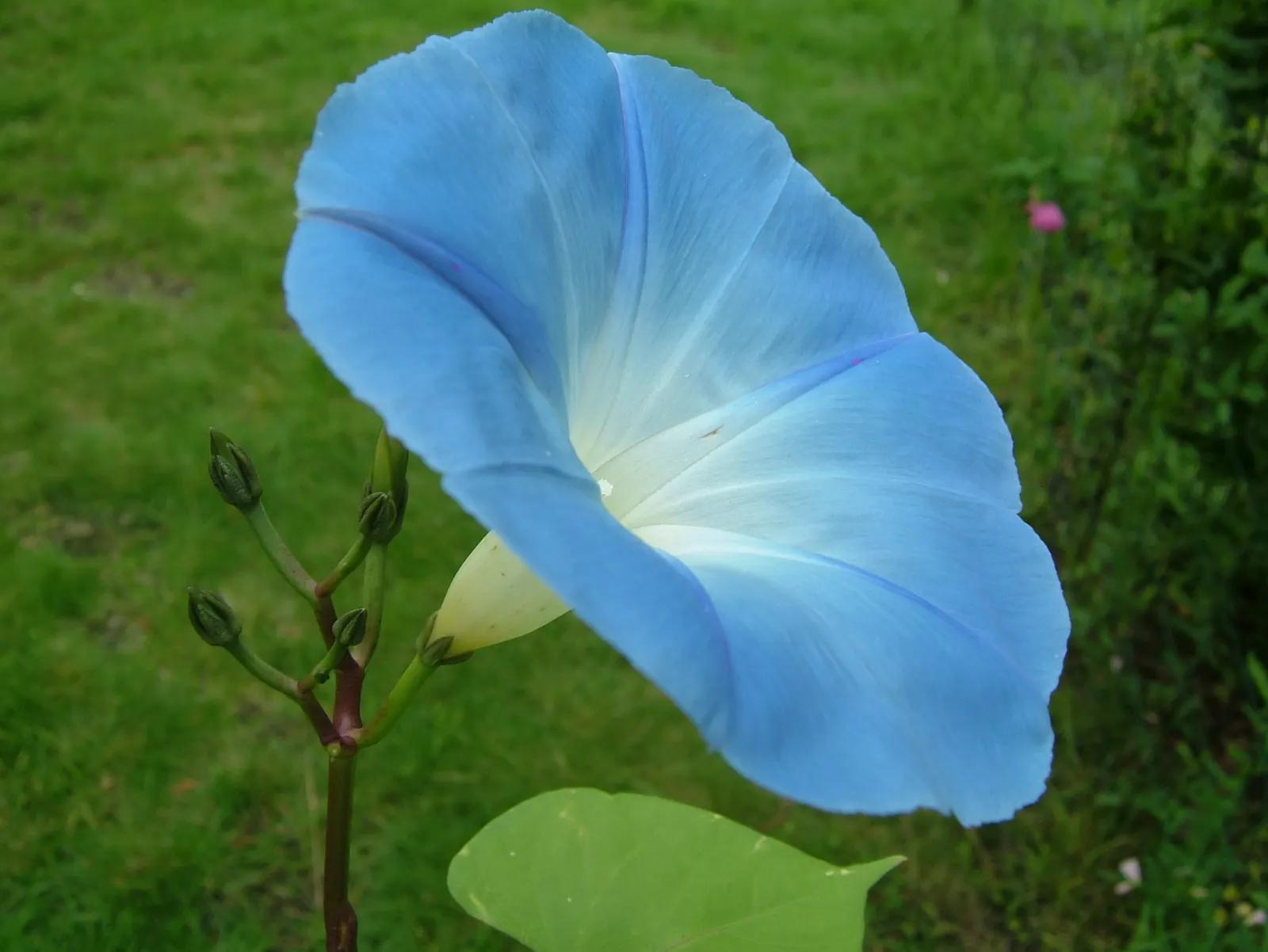 Morning Glory (Ipomoea Tricolor) — Weekly watering is recommended