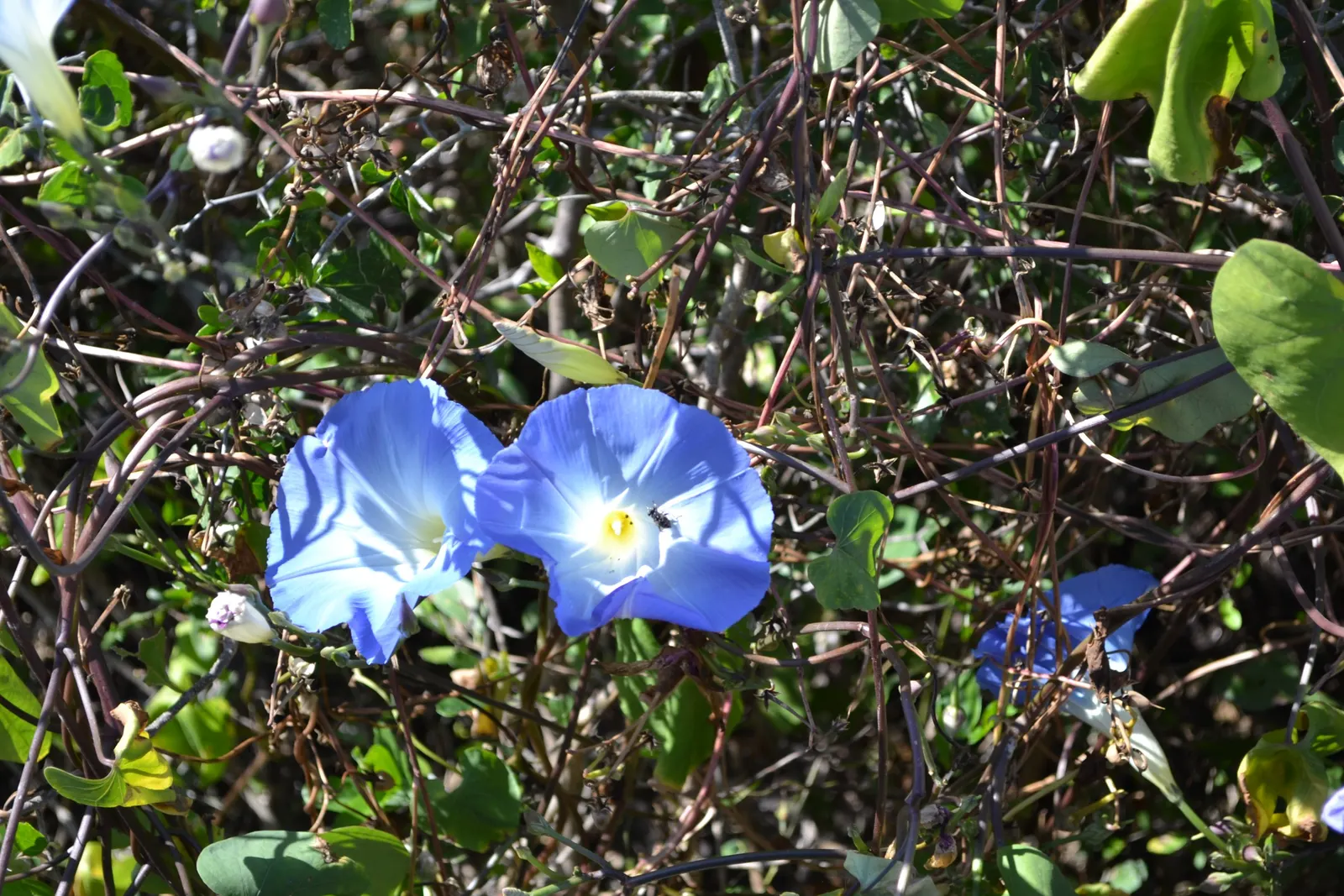 Morning Glory (Ipomoea Tricolor) — though mature plants display moderate drought tolerance.<br><br>Hardy to USDA zones 10-11