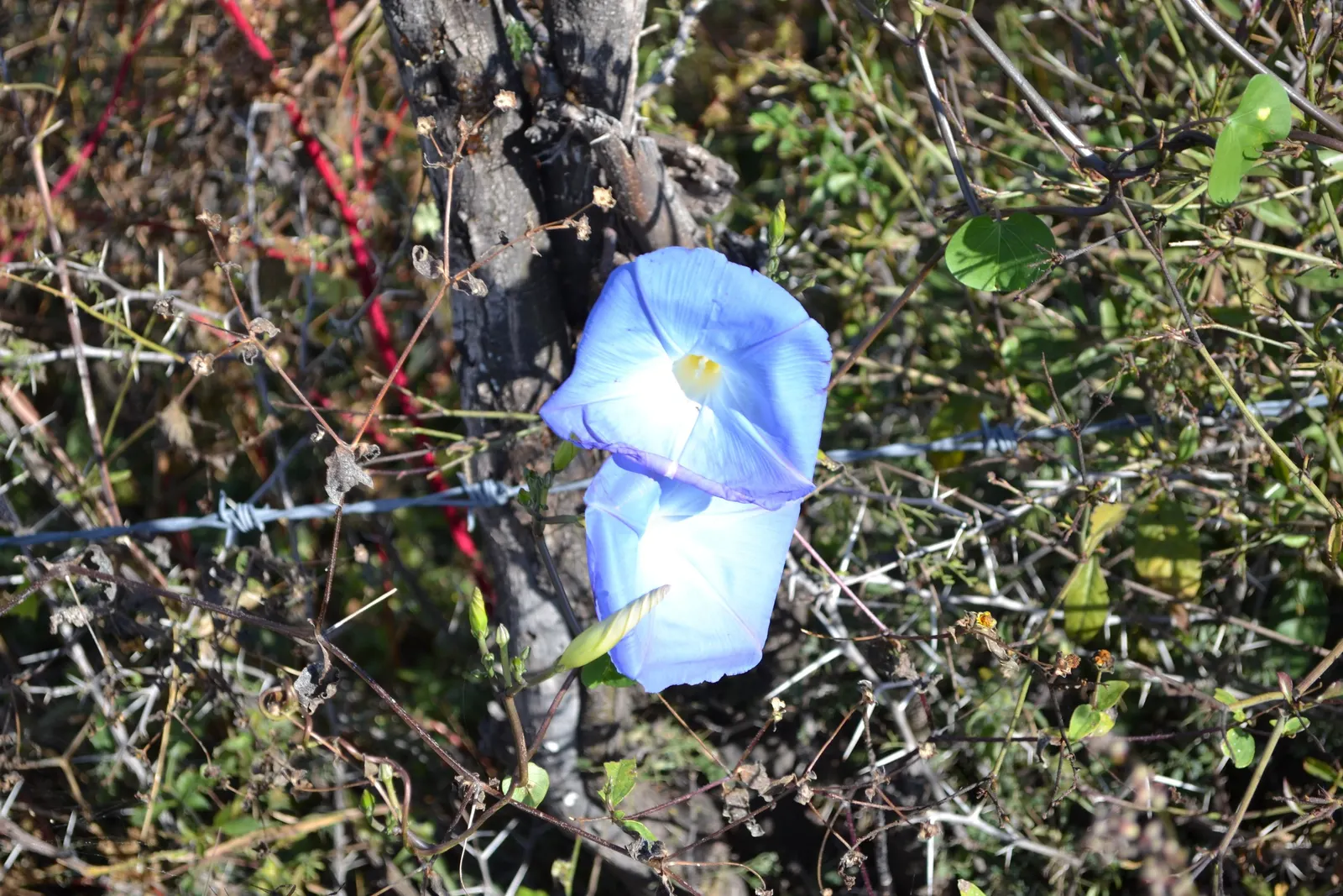 Morning Glory (Ipomoea Tricolor) — Note that seeds can be toxic if ingested, and the plant has invasive tendencies in some regions; blue and, image 83