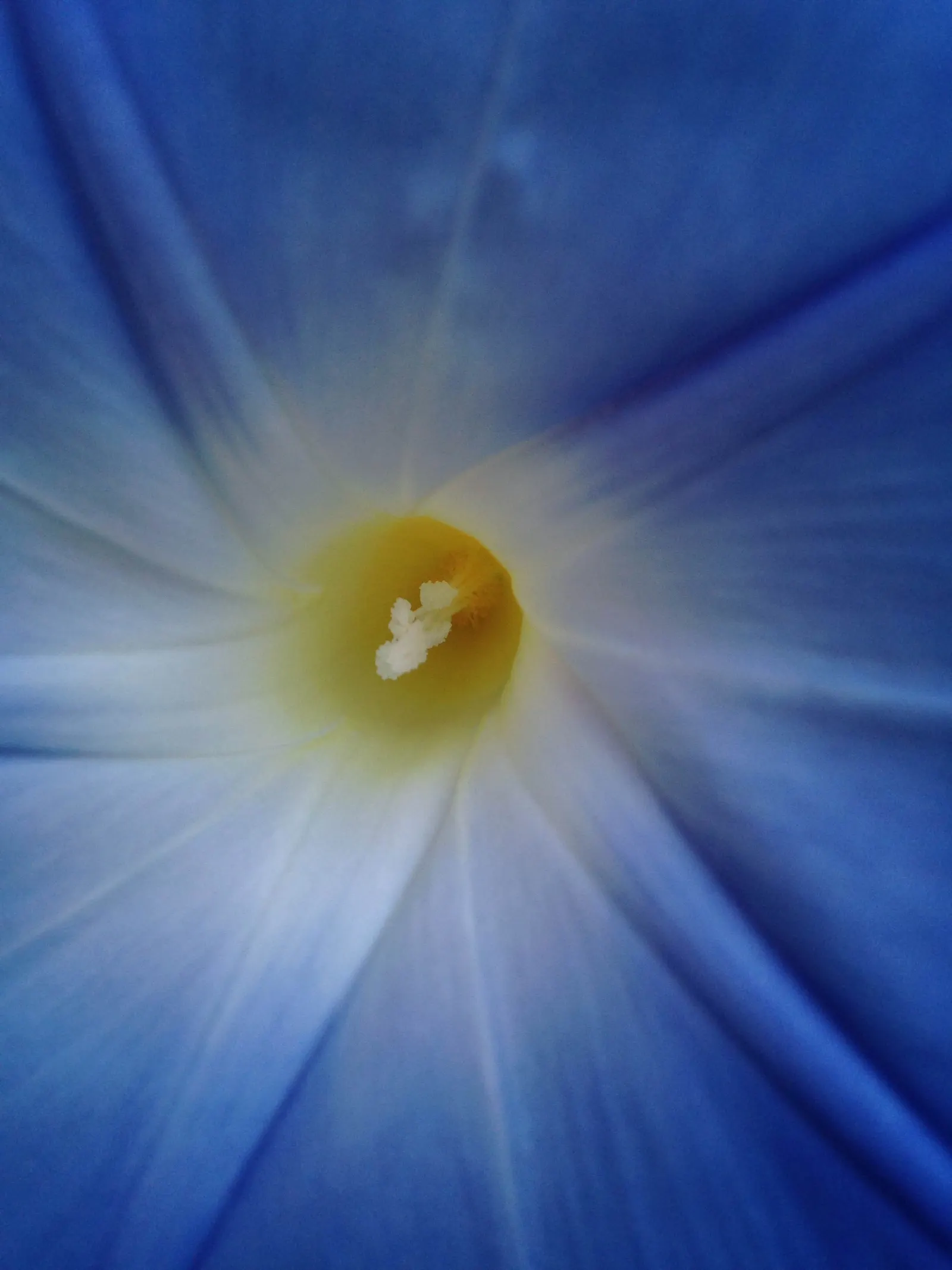 Morning Glory (Ipomoea Tricolor) — Full sun exposure is ideal for maximum flowering, but the plant will tolerate light shade; slow-release, image 74