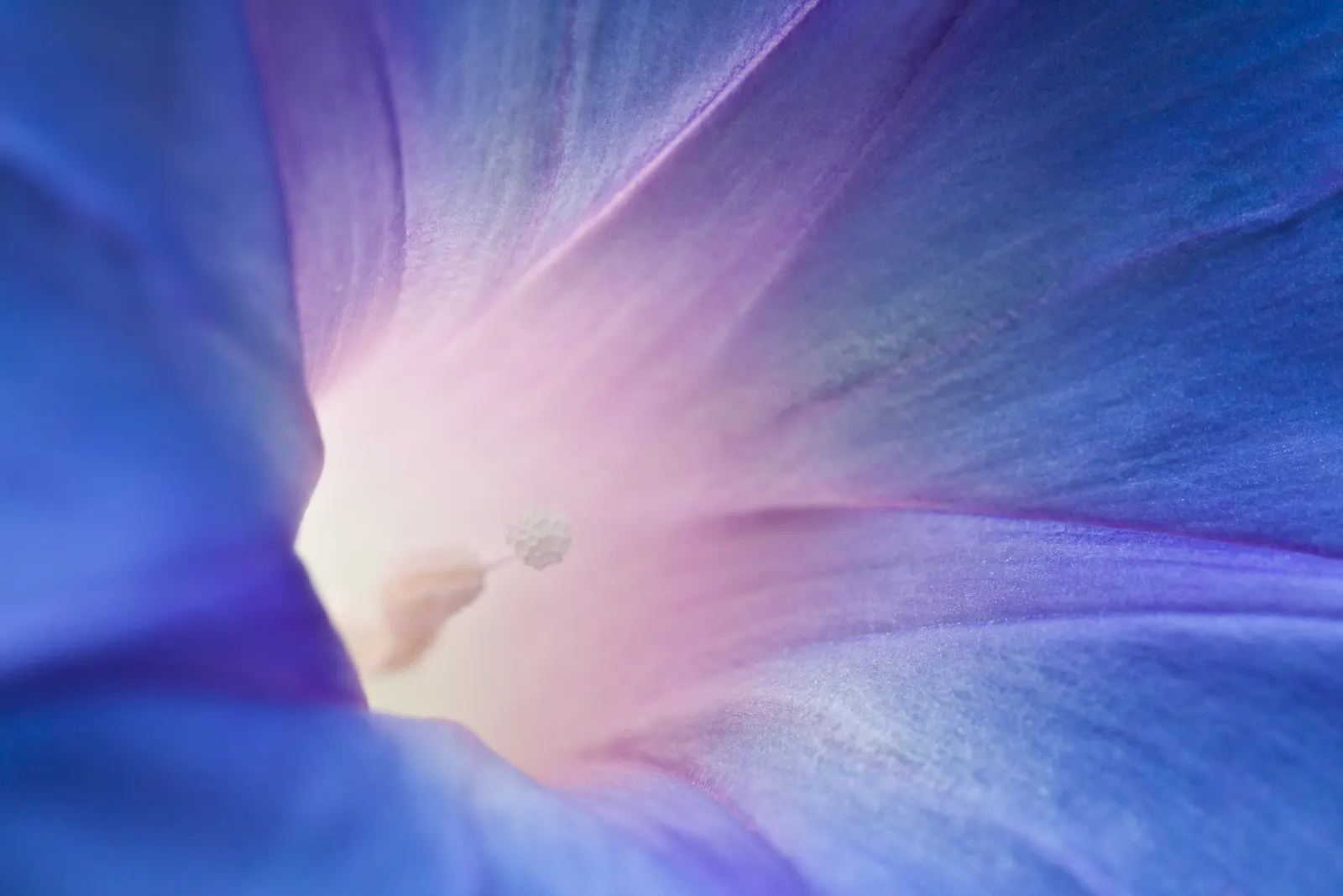Morning Glory (Ipomoea Tricolor) — often with a contrasting star; typically 3-5 inches across, image 92