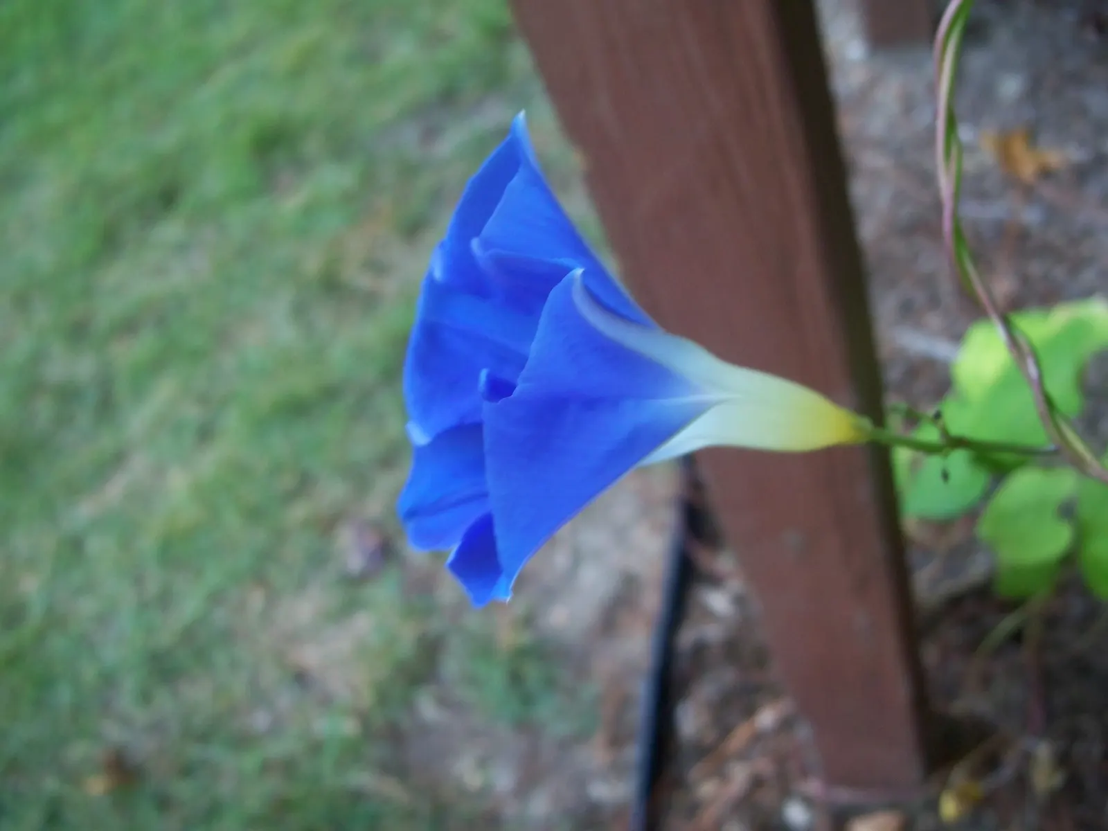 Morning Glory (Ipomoea Tricolor) — Morning Glory (Ipomoea tricolor) is a fast-growing; unfurl in the early morning to display hues of blue