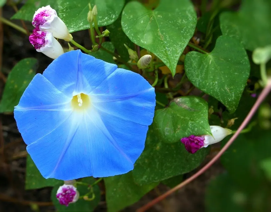 Morning Glory (Ipomoea Tricolor) — slow-release fertilizer monthly during the growing season.<br><br>In landscape design; its heart-shaped leaves reach up to 5