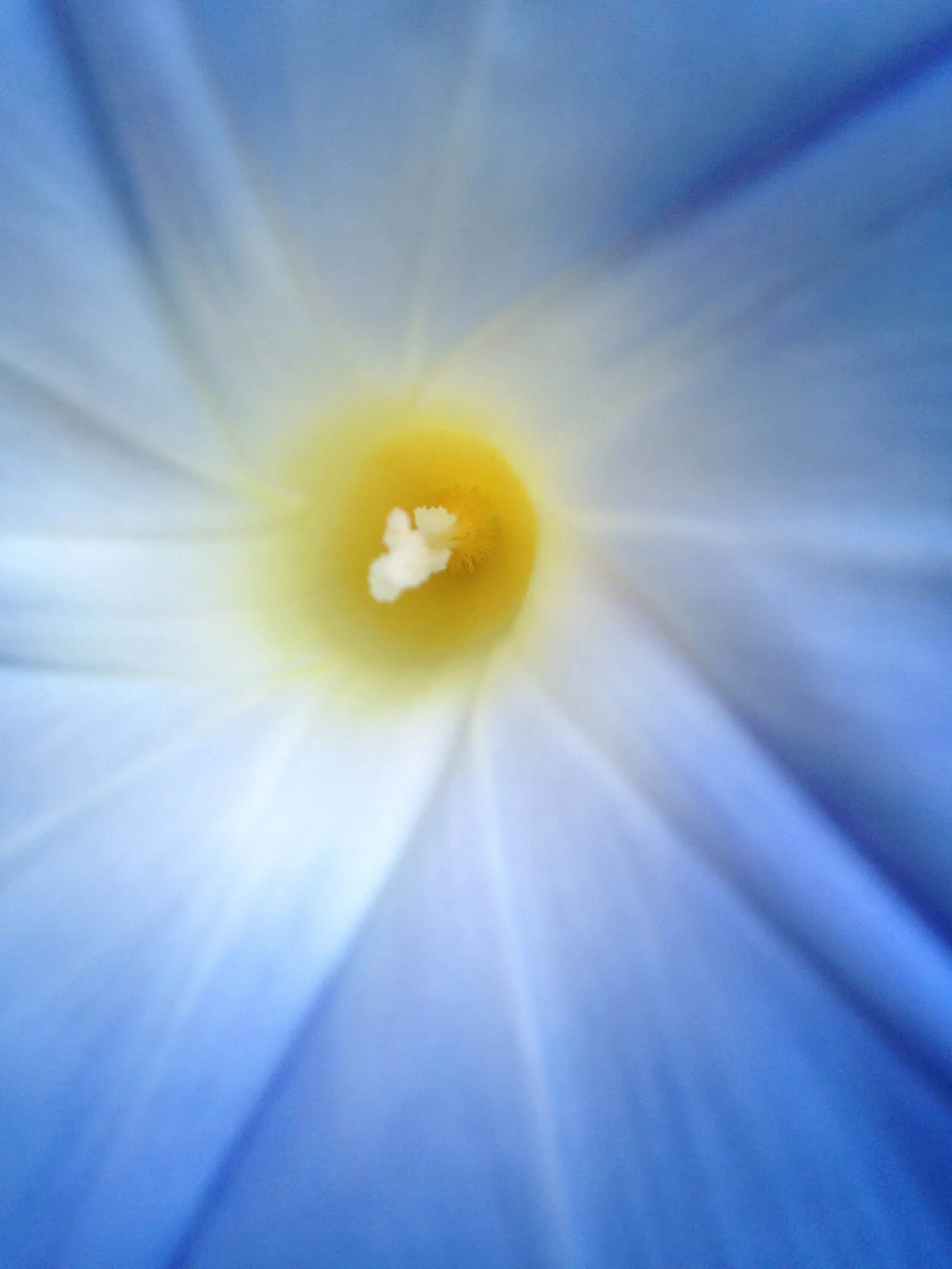 Morning Glory (Ipomoea Tricolor) — Its heart-shaped green leaves create a lush backdrop, further accentuating the floral display; reaching heights, image 72