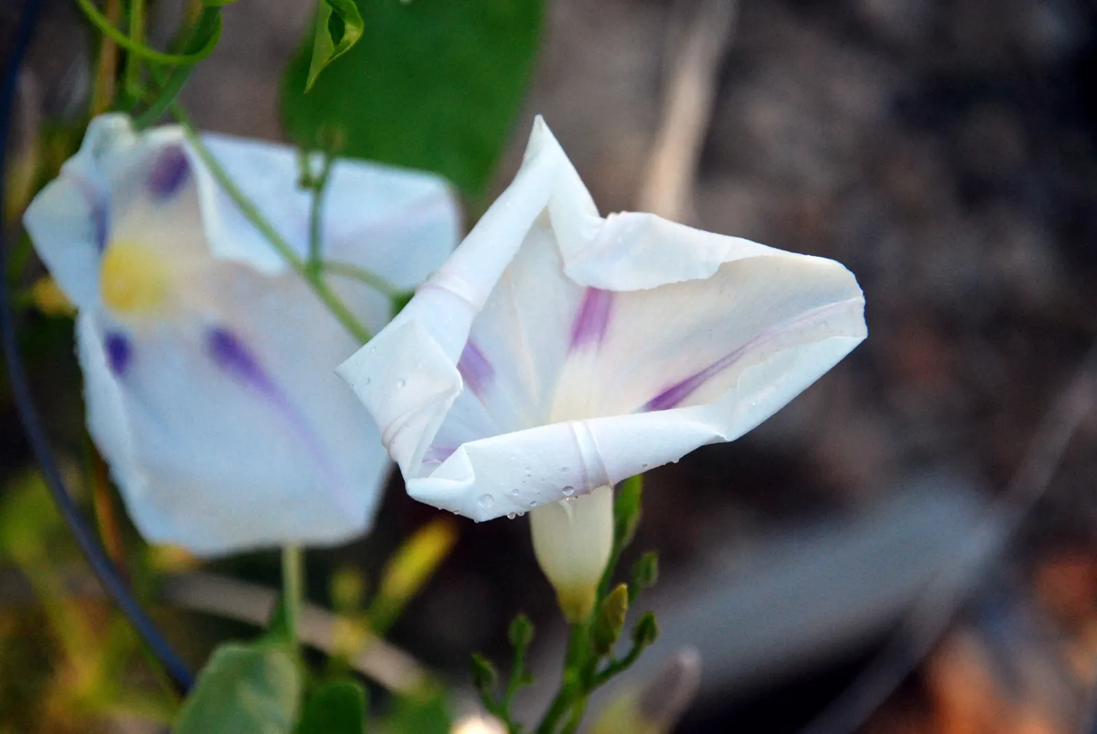 Morning Glory (Ipomoea Tricolor) — It's key to monitor and control its spread to prevent any ecological impact; often with a contrasting star, image 113