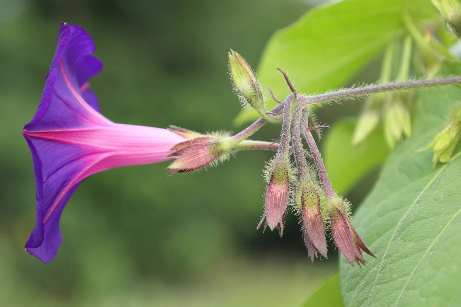 Morning Glory (Ipomoea Tricolor) — A cherished addition to any garden; full sun exposure is ideal for maximum flowering, but the plant will tolerate light shade