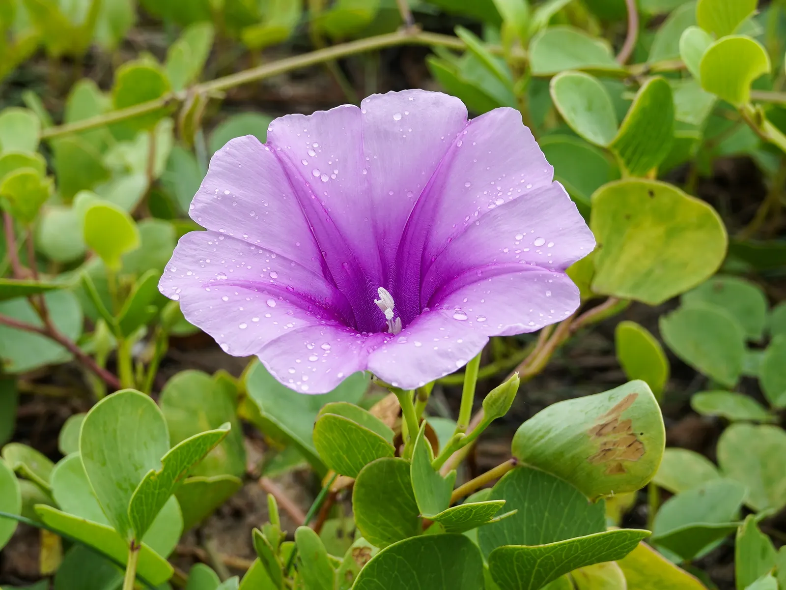 Morning Glory (Ipomoea Tricolor) — often with a distinctive white throat.<br><br>This twining climber can rapidly ascend trellises; ipomoea, image 99