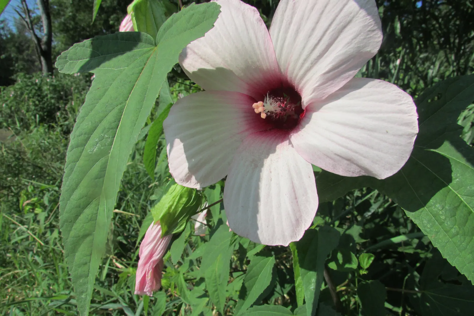 Morning Glory (Ipomoea Tricolor) — vine with blue and lavender and multi-colored blooms