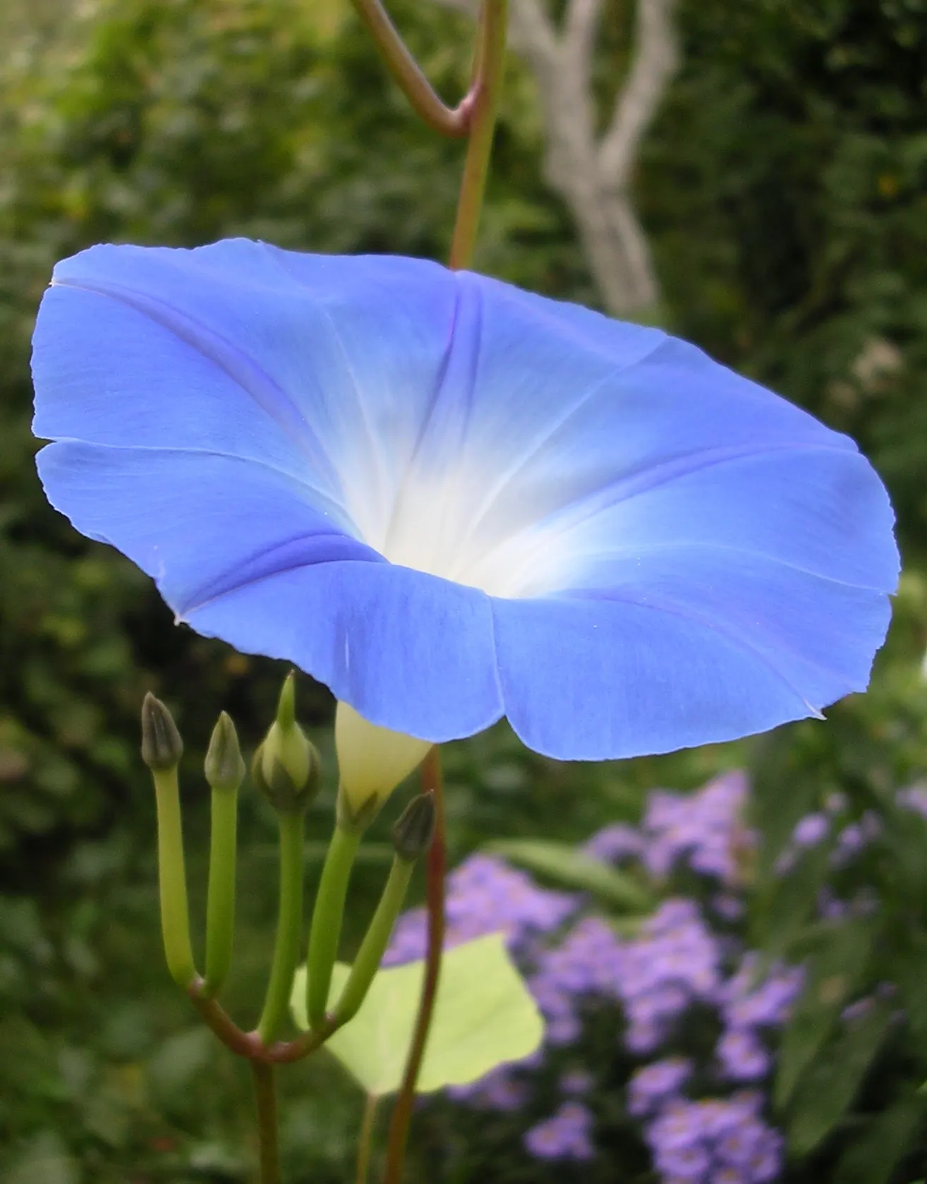 Morning Glory (Ipomoea Tricolor) — vine with blue and lavender and multi-colored blooms; morning Glories prefer temperatures between 64&deg;F and, image 115