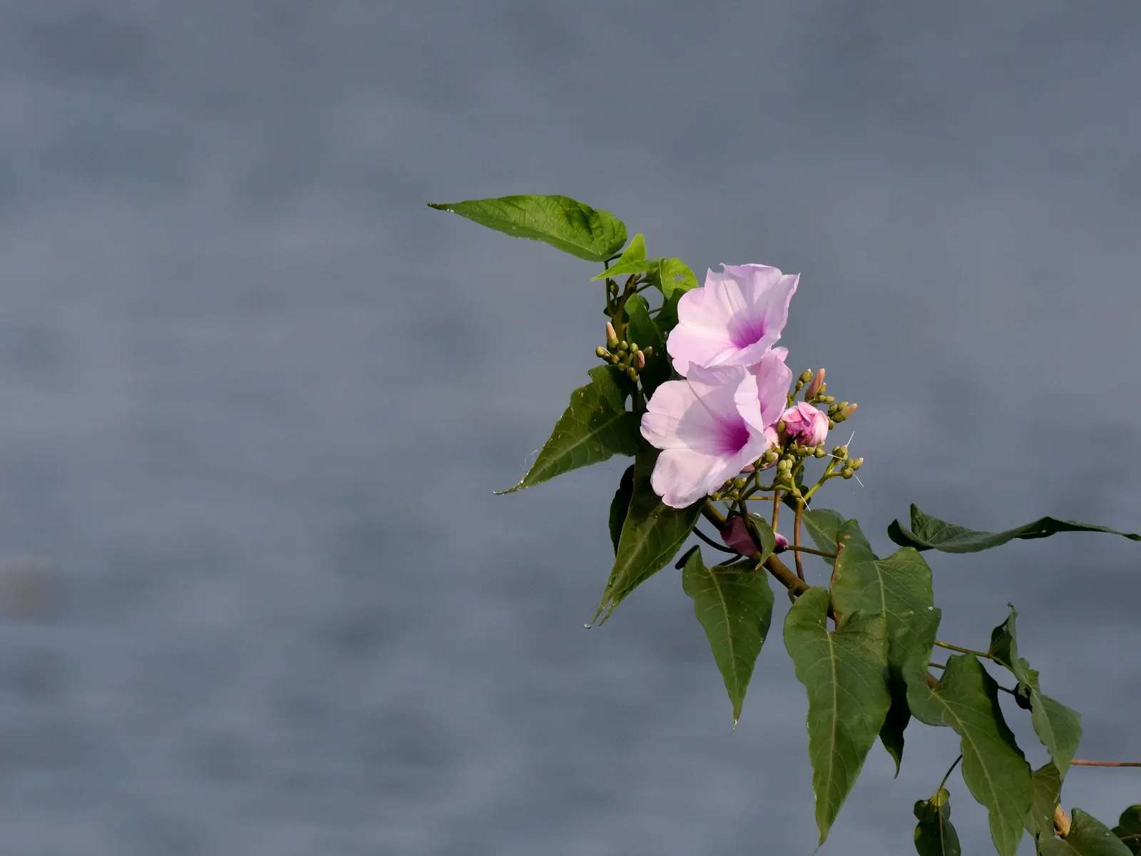 Morning Glory (Ipomoea Tricolor) — If situated in cooler climates, they are best grown as annuals