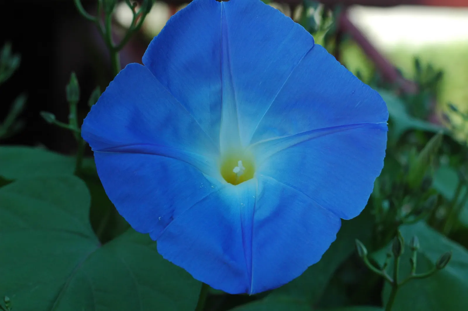 Morning Glory (Ipomoea Tricolor) — Ipomoea tricolor provides vertical interest