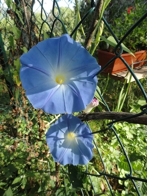 Morning Glory (Ipomoea Tricolor) — blue and lavender and multi-colored flowers in the garden; often with a distinctive white throat.<br><br>This twining