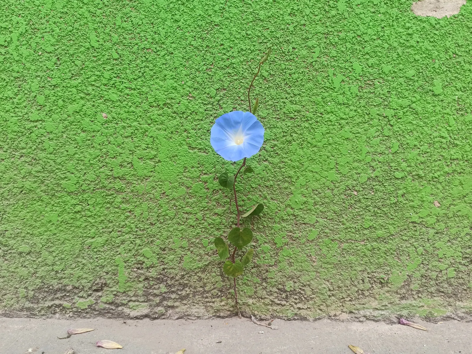 Morning Glory (Ipomoea Tricolor) — Its heart-shaped green leaves create a lush backdrop, further accentuating the floral display